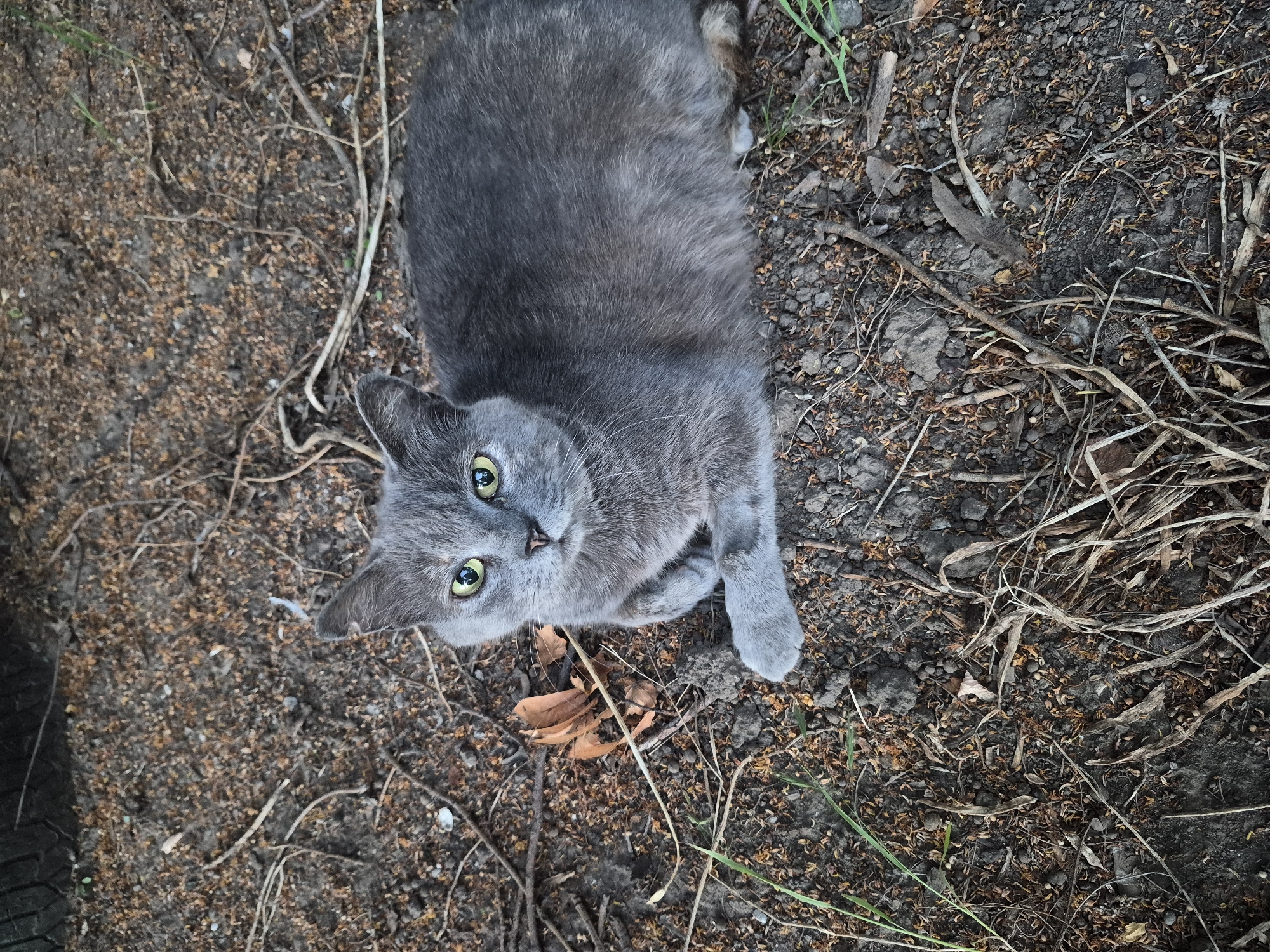 A grey cat with yellow eyes is lying on the ground. The ground is covered with dark soil, dry leaves, twigs, and some green grass. The cat is positioned in the center-right of the frame, facing the viewer. Its front paws are tucked underneath its body, and its tail is not visible. In the upper left corner of the image, a portion of a black tire is visible. The overall environment appears to be an outdoor, unkempt area.