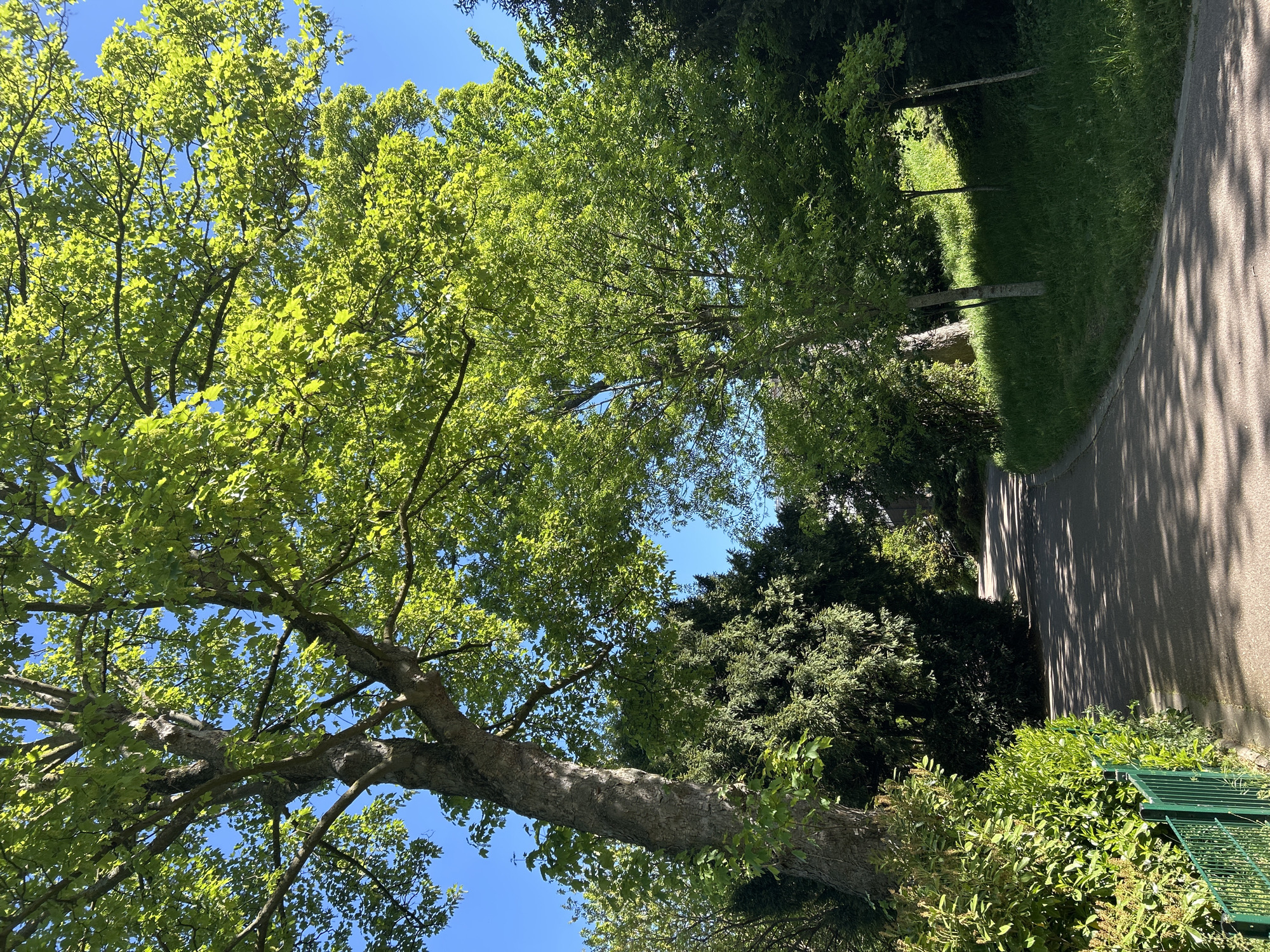The image captures a vibrant outdoor scene within a park or natural area, characterized by lush greenery and a clear blue sky.
A large, mature tree dominates the left side of the frame, with its sturdy trunk visible at the bottom and its expansive canopy of bright green, sunlit leaves filling the upper-left and central portions against the vivid sky. The foliage appears fresh and healthy, with some leaves translucent from the backlight.
On the right side, a light-colored paved pathway curves gently from the mid-right foreground towards the upper-right background. Long, distinct shadows from unseen trees stretch across the path and the adjacent grassy area. This strip of sunlit green grass, located between the path and other trees, contains several slender tree trunks. In the bottom-right corner, a dense green hedge and a section of a green metal fence are partially visible. Further back, on the opposite side of the path, more dark green trees and dense foliage contribute to the rich natural setting.
The clear blue sky, combined with the bright illumination on the leaves and the pronounced, elongated shadows on the path, suggests a sunny day, likely in the morning or late afternoon. The scene is devoid of people or any specific activity, conveying a peaceful and serene atmosphere. There is no visible text in the image.