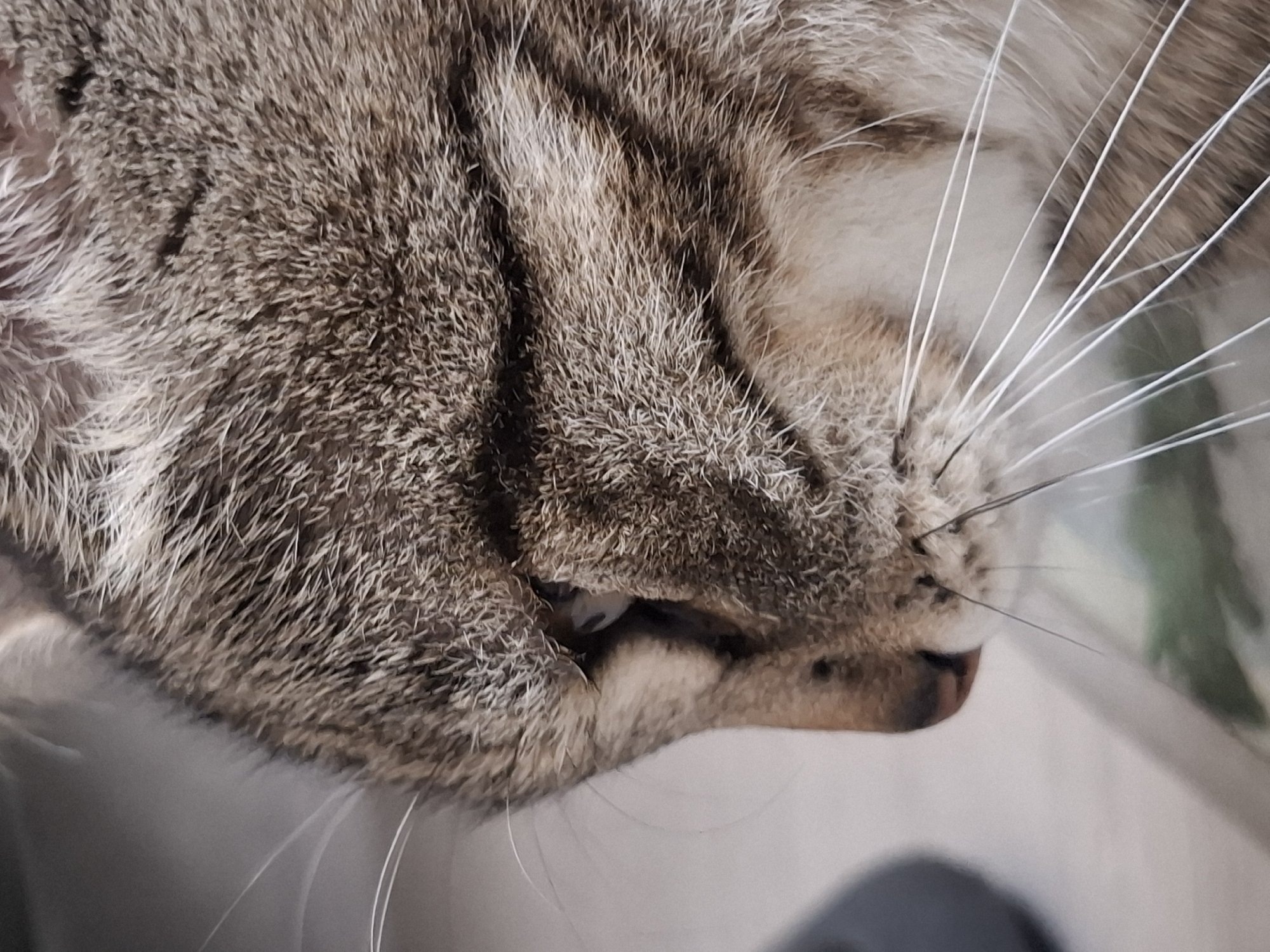 The image is a close-up, side-profile shot of a domestic cat's face, primarily focusing on its head and eye. The cat has tabby markings with grey, brown, and white fur. Its eye is partially closed and appears to be a light blue or green color. Long, white whiskers are prominently displayed on its muzzle. The background is blurred and appears to be an indoor setting, with a neutral-colored surface that could be a table or floor. There are no people or any discernible elements of the city of Homyel, Belarus, visible in the image.