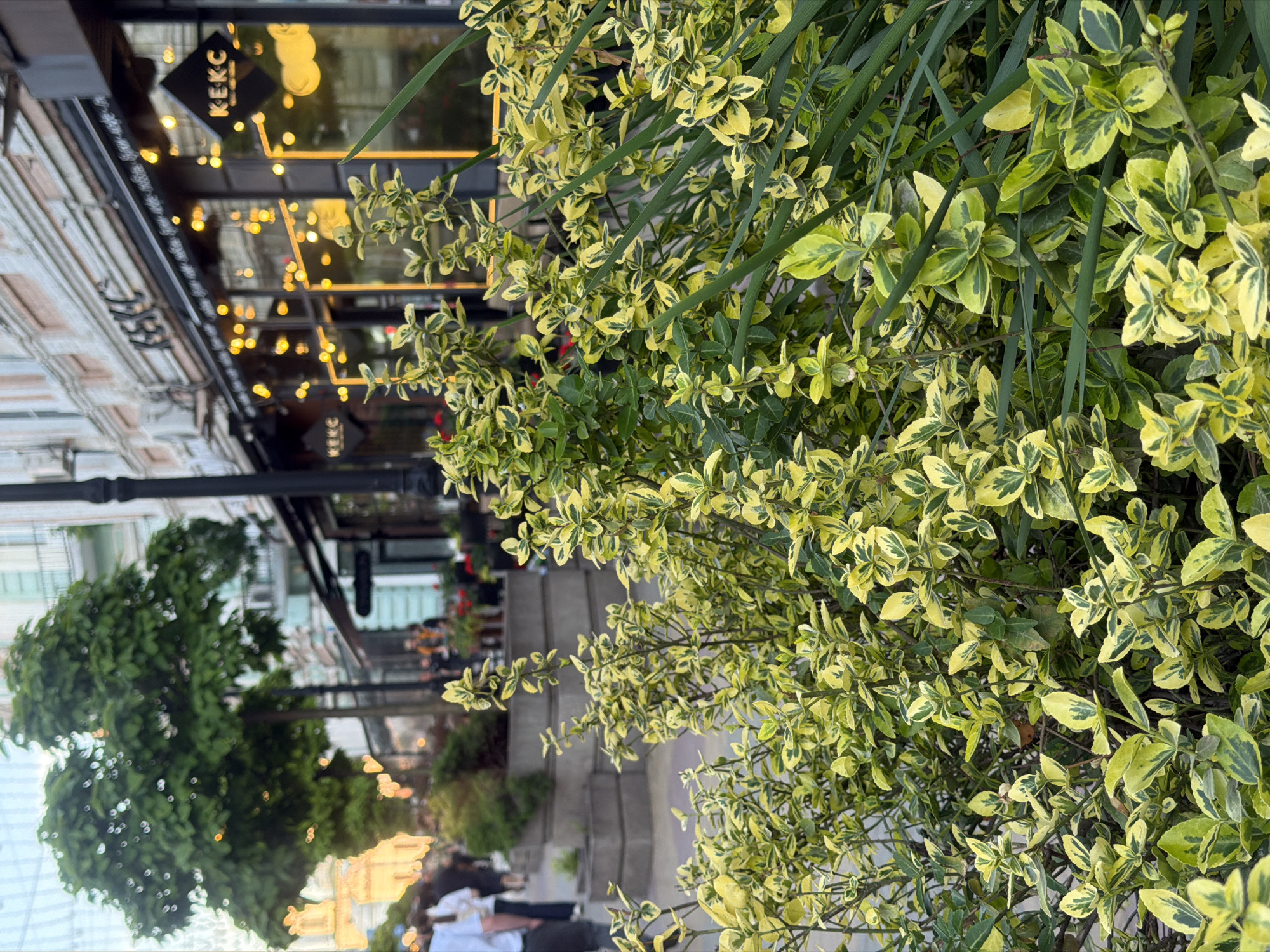 This image, taken in Rostov-on-Don, Russia, depicts an urban outdoor scene, likely a street or pedestrian area in the late afternoon or early evening. The foreground is dominated by a lush planting of variegated shrubs with green and yellow leaves, possibly a type of Euonymus, intermingled with solid green grass-like plants.
In the mid-ground and background, a commercial establishment, appearing to be a cafe or restaurant, is visible. It features large windows that reflect numerous warm, yellow lights, creating a soft, inviting glow. A diamond-shaped sign with the white stylized text "KEKC" (likely "кекс," meaning "cupcake" or "muffin" in Russian) is clearly visible on the establishment's exterior or reflected in its windows. Adjacent to this business is a building with classic architectural details.
Blurry figures of people can be seen in the background, suggesting casual activity such as walking or dining. A dark pole, possibly a lamppost or part of a building structure, stands near the commercial area, and a set of stone steps leads upwards in the mid-ground. The overall atmosphere conveyed by the warm lighting and natural greenery is calm and inviting, characteristic of an urban evening setting.