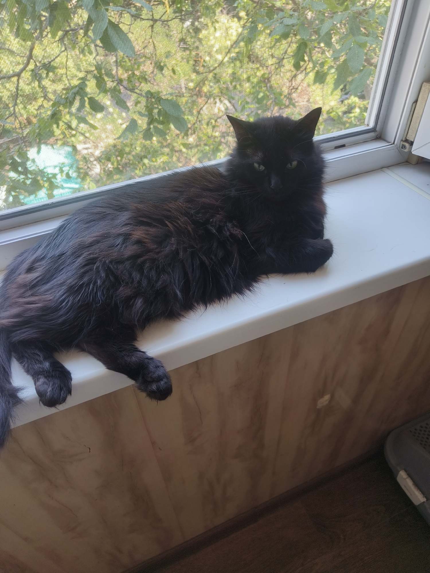 A long-haired black cat is resting on a windowsill. The cat is lying down, with its body extending across the width of the sill, facing left. Its fur appears somewhat matted in places, with hints of reddish-brown tones visible within the black. The cat's eyes are open and appear to be a light green color. Behind the cat, a window with a fine mesh screen is visible, allowing a view of green foliage and branches from trees outside, suggesting an outdoor environment. The windowsill itself is white and appears to be made of plastic or a similar material. Below the windowsill, a wall with a wood-grain pattern is visible. The flooring beneath the wall appears to be dark wood. In the lower right corner of the image, a grey object with a textured surface, possibly a pet carrier or basket, is partially visible. The scene is indoors, near a window looking out onto a natural, leafy environment. The context of Odesa, Ukraine, is not visually discernible from the image itself.