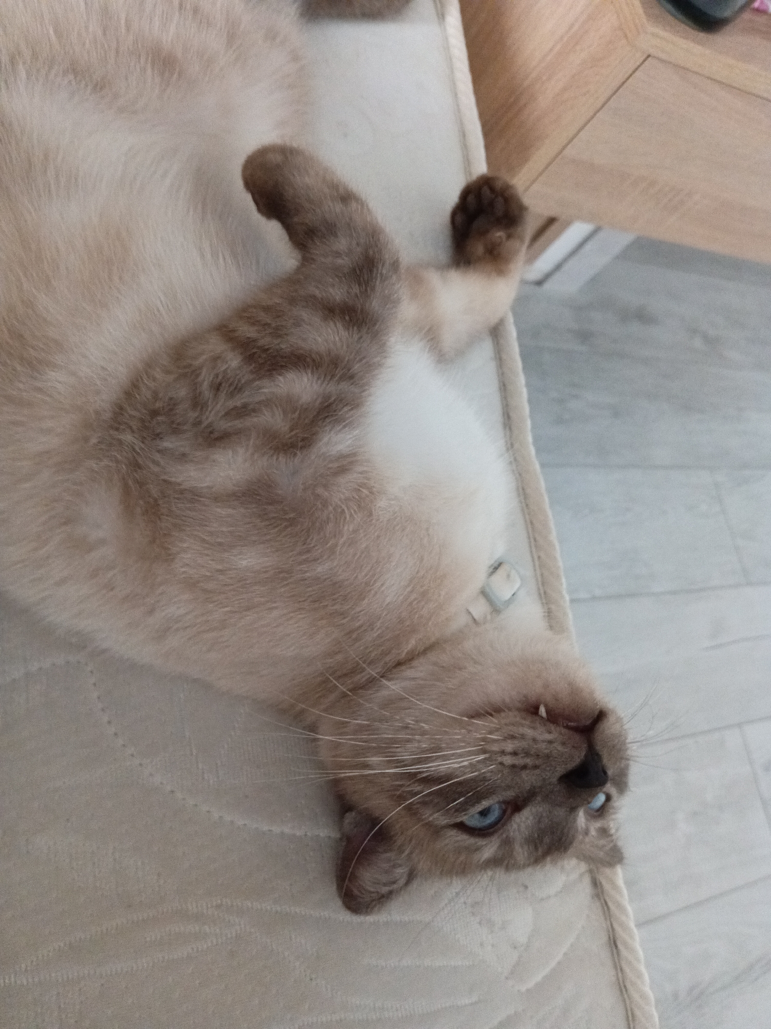 A tan and brown cat with blue eyes lies on its back on a light-colored cushioned surface. The cat's front right paw is raised, and its head is tilted back, exposing its teeth. A wooden edge of a table or furniture is visible in the upper right corner of the image. The background includes a light-colored tiled floor. There is no evidence to suggest the location is Фоки, Russia.