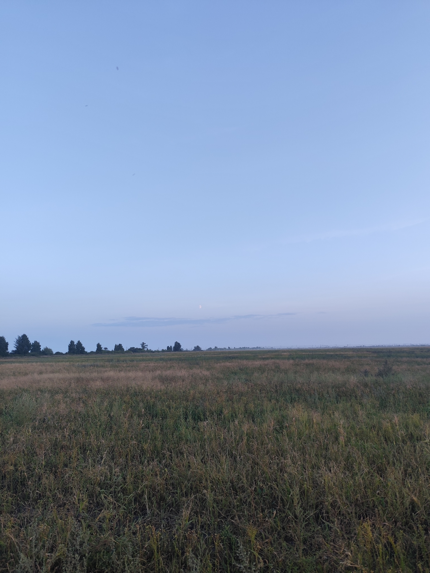 A wide, horizontal shot captures a vast, dry grassy field under a pale blue sky with a faint, crescent moon visible. The horizon is marked by a distant, dark treeline, and beyond that, a hazy, flat landscape with faint structures. The foreground is dominated by tall, dry grass, with variations in color from green to brown and yellow, indicating a dry summer or autumn season. The lighting suggests either early morning or late evening, with soft, diffused light. No people, animals, or immediate action are present. The scene appears to be an open, rural or semi-rural area. While the image does not contain explicit markers of Petropavl, Kazakhstan, it depicts a landscape consistent with the steppe environments found in the region, characterized by extensive grasslands and a generally flat terrain.