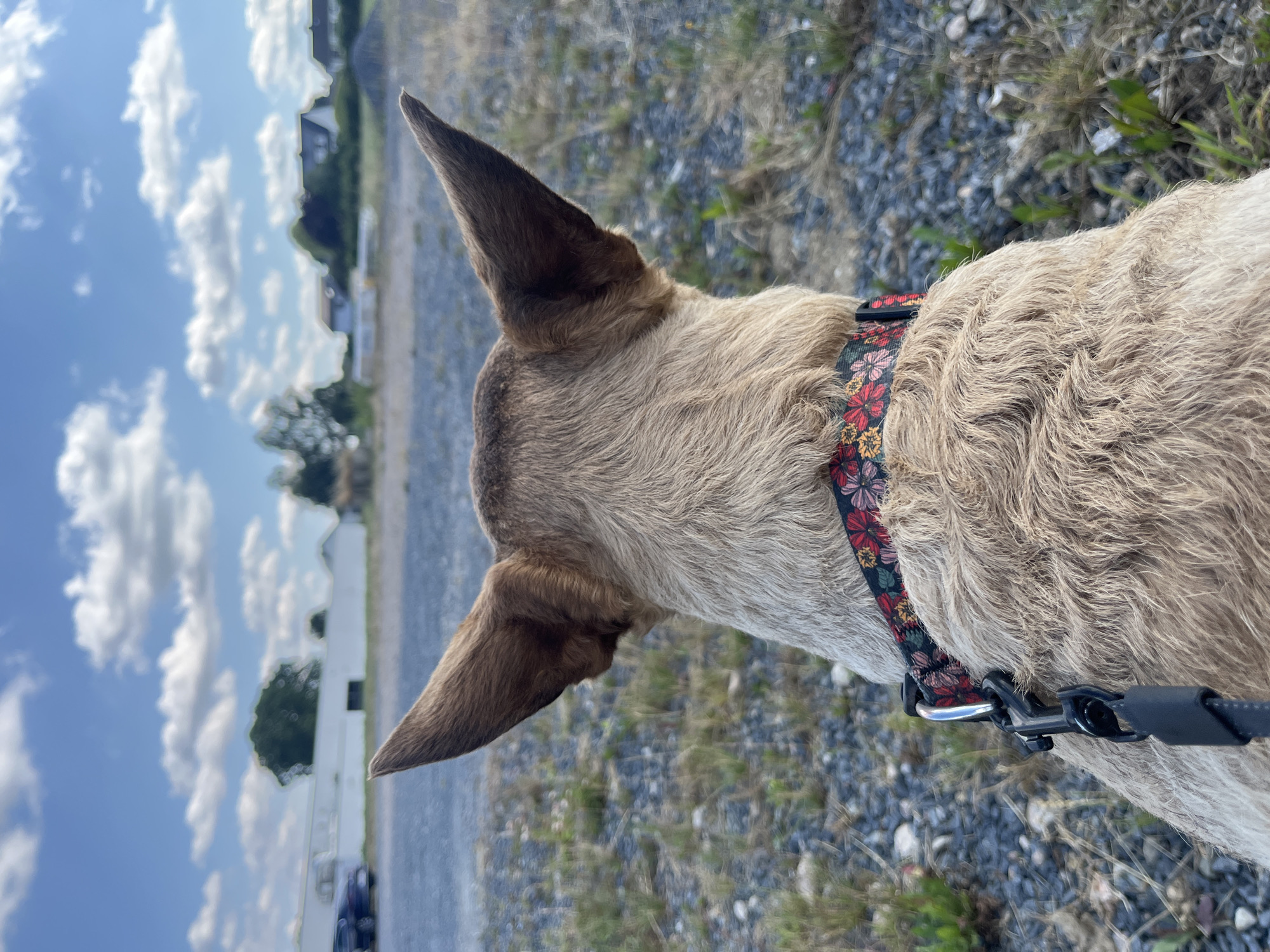 This is a rear-view, eye-level shot of a light brown dog with large, erect ears and a patterned collar featuring red, yellow, and black floral designs. The dog is facing away from the camera, looking towards a slightly out-of-focus background that depicts a semi-rural or industrial area under a partly cloudy sky. In the distance, there are buildings, some appearing to be residential houses with dark roofs and white facades, as well as a longer, white industrial-style building. A few trees are visible, and on the left side of the frame, two dark-colored cars are parked. The ground in the foreground and mid-ground is covered with gravel and sparse green grass. The scene appears to be an open, undeveloped lot or parking area. The location is identified as Saint-Vith, Belgium.