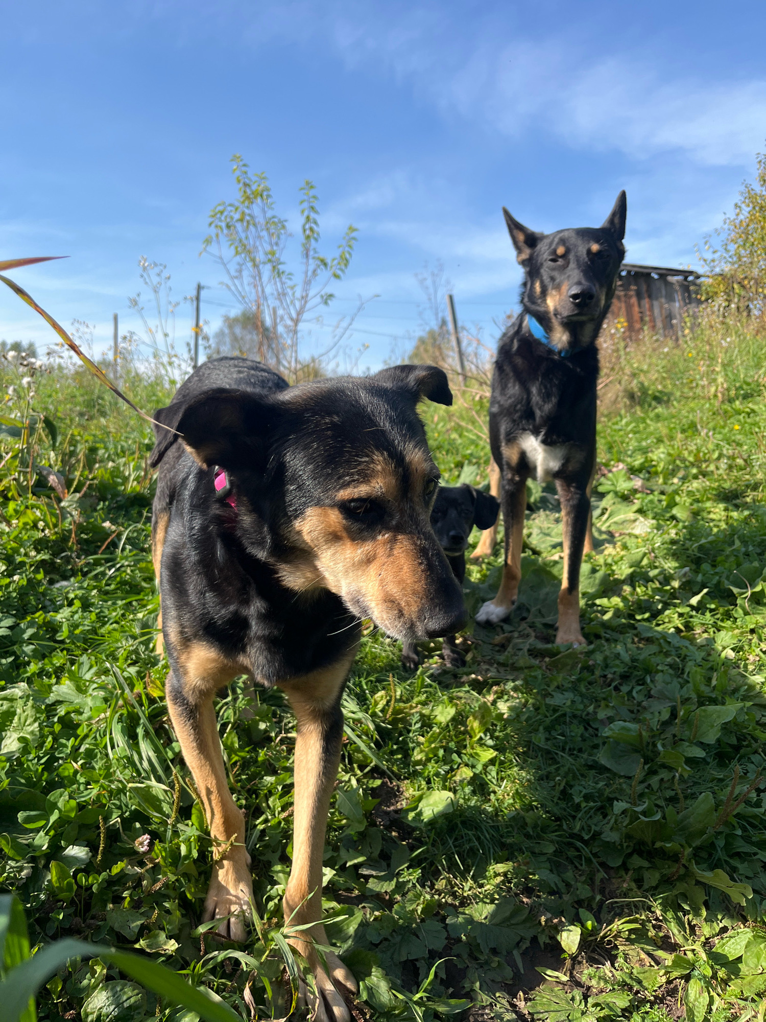 Three dogs are in a grassy, overgrown area with a clear blue sky overhead. The dog in the foreground is black and tan, looking towards the right side of the frame. A smaller, black dog is visible behind its left leg. A larger black and tan dog stands in the background, looking directly at the camera. The environment suggests a rural or semi-rural setting, possibly on the outskirts of the city of Nizhny Tagil, Russia. The presence of what appears to be a dilapidated wooden structure in the background further supports this interpretation. The ground is covered in dense green grass and weeds, indicating a less maintained area. The lighting suggests it is daytime, with sunlight casting shadows on the ground.