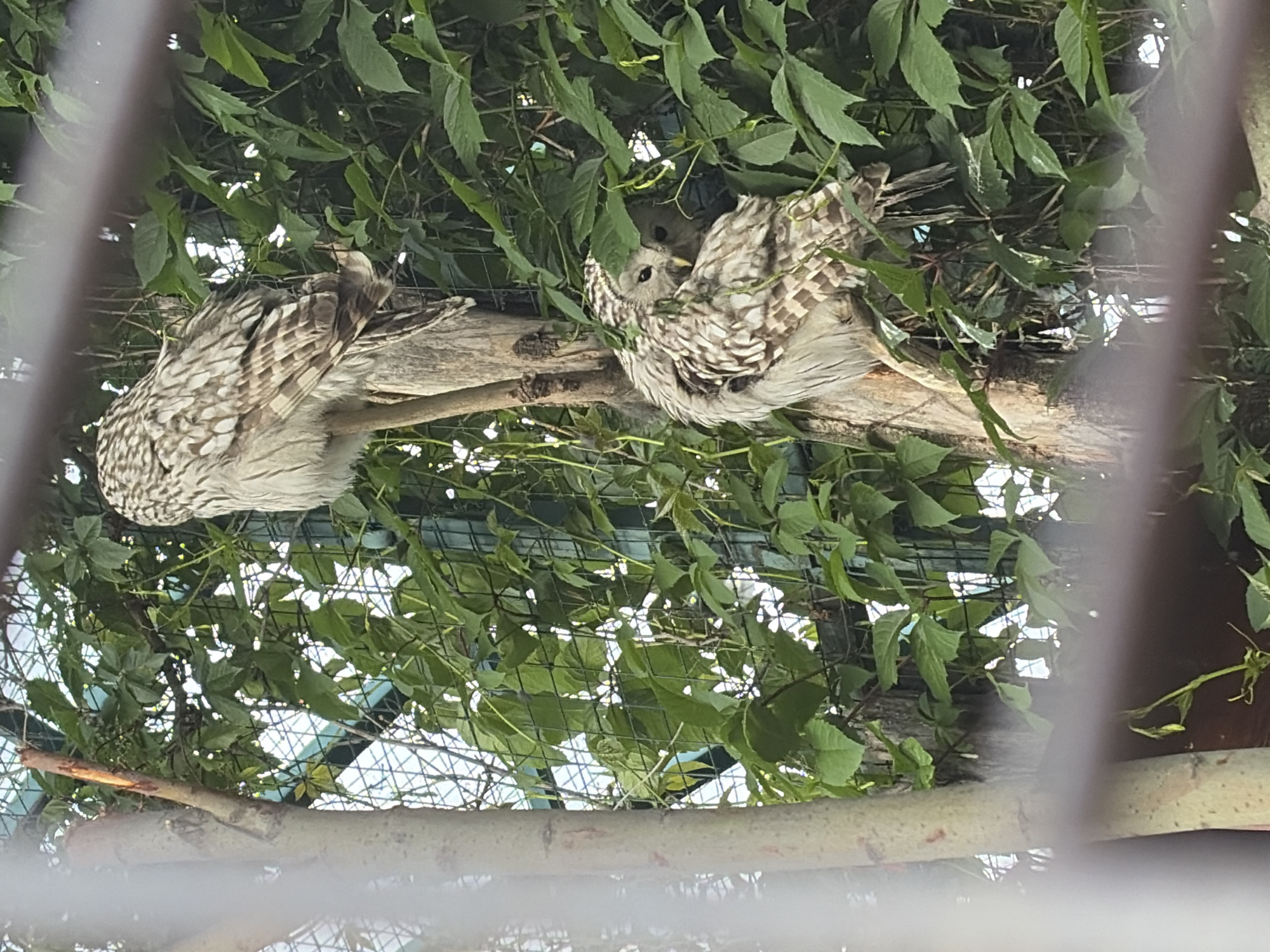 Two owls are perched on a tree trunk amidst dense green foliage. The owl on the left is facing away from the viewer, its back and wings visible. Its plumage is a mottled pattern of browns, grays, and whites. The owl on the right is facing the viewer, its head turned to the side, revealing its facial markings and large eyes. It is nestled amongst the leaves, with its body partially obscured by its own feathers. The background shows a metal mesh fence and a hazy sky.