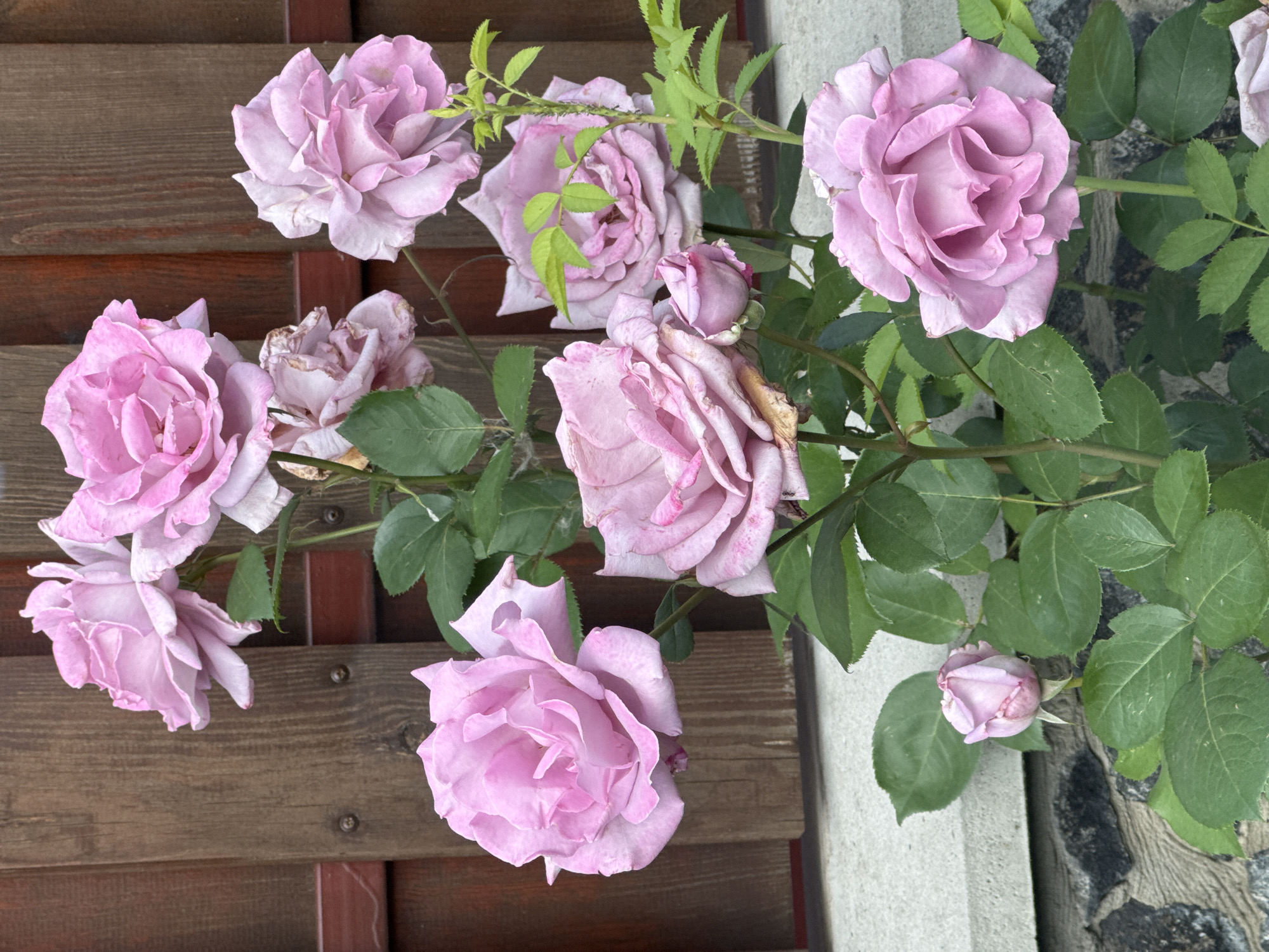 An outdoor medium shot captures a cluster of lavender roses blooming against a rustic wooden fence. The roses, in various stages of bloom, exhibit delicate, layered petals. Some roses are fully open, revealing intricate inner folds, while others are still in bud formation. Lush green leaves surround the flowers, providing a vibrant contrast to their soft hues. The wooden fence, made of vertical planks with horizontal supports, forms the backdrop. Below the fence, a textured stone wall and a concrete ledge are visible, suggesting an outdoor garden setting. The lighting appears diffused, typical of natural daylight. There are no people or animals present in the image.