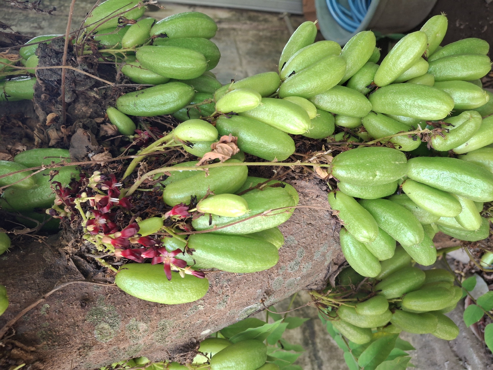 The image depicts a close-up view of a tree trunk heavily laden with clusters of green, elongated fruits, commonly known as starfruit or bilimbi. The fruits are smooth-skinned and vary slightly in size and ripeness, with some appearing more yellowish-green than others. Small, dark red flowers are also visible amongst the fruit and on some branches, indicating the plant is in its flowering and fruiting stages. The tree trunk itself is rough and textured, with visible bark patterns and some moss or lichen growth. In the background, a gray concrete wall is partially visible, and to the right, a blurred gray plastic container holding a coiled blue hose can be seen. The overall setting suggests an outdoor environment, likely a garden or yard, with the characteristic vegetation of a tropical region like Labruk Kidul, Indonesia. There are no people or animals present in the frame.