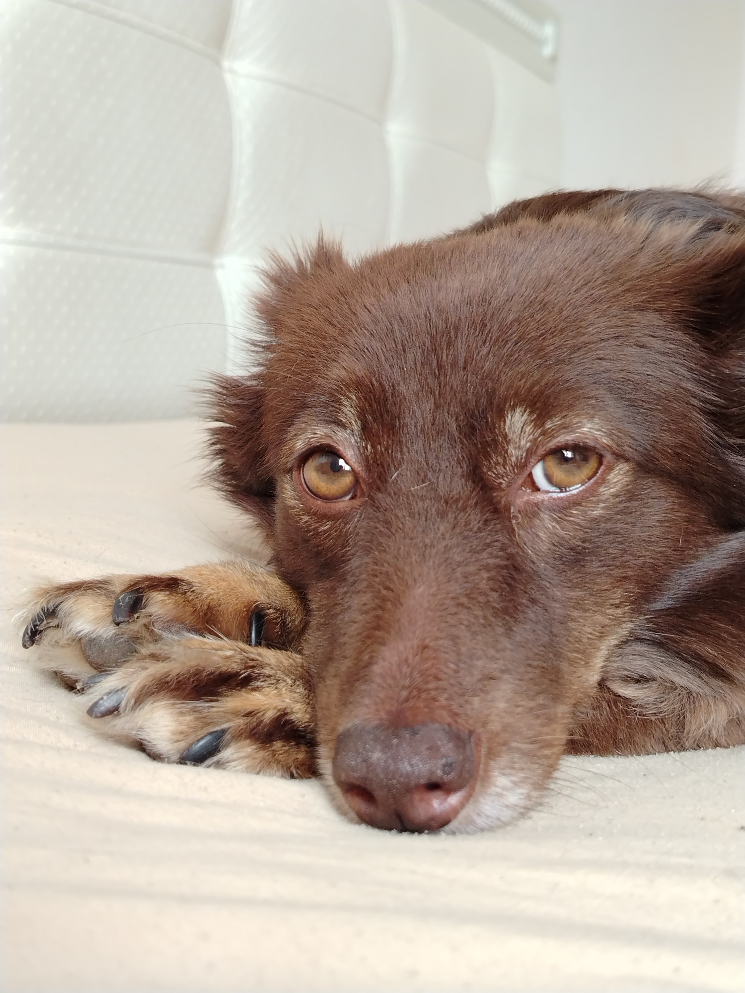 An extremely close-up, head-on, eye-level shot focuses on a brown dog's face as it rests its head on a light-colored surface, possibly a bed. The dog's left paw is visible in the lower left corner of the frame, resting on the surface and positioned beneath its chin. The dog's eyes are open and looking directly at the camera with a gentle expression. The background consists of a textured, light-colored surface, likely upholstery, with horizontal divisions and subtle sheen, suggestive of a headboard or cushioned wall. The lighting is soft and diffused. The exact location in Noviy, Russia, cannot be determined from the image alone.