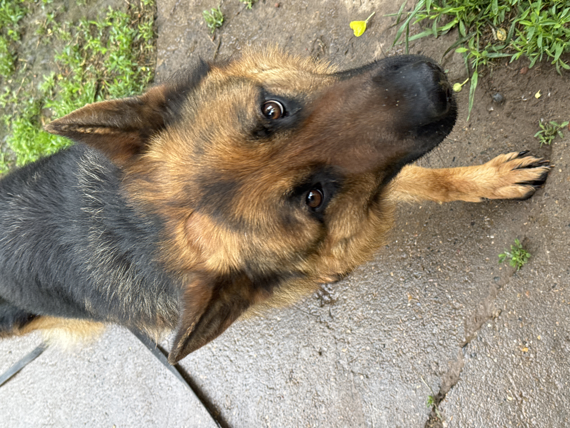 A German Shepherd dog is the primary subject of the image. The dog has a black and brown coat and is looking up at the camera. The dog is in a courtyard or yard environment. The ground consists of concrete slabs with cracks. Small patches of grass are visible near the edges of the concrete. It is impossible to identify the exact location, Rusalevka, Russia, from the image.