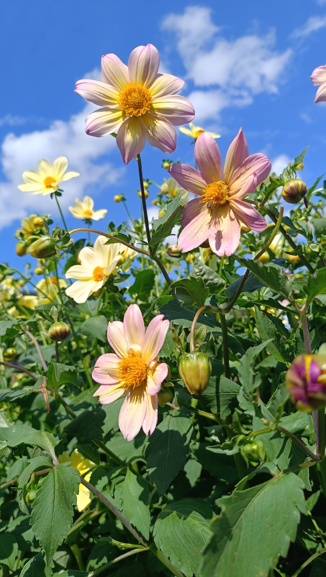 This image, taken outdoors in the city of Karsha, Russia, displays a close-up view of several daisy-like flowers with pale pink and yellow petals and vibrant yellow centers. The flowers are in various stages of bloom, with some fully open and others still in bud. Lush green foliage and stems surround the flowers, and in the background, a bright blue sky with scattered white clouds is visible. One of the open flowers in the middle right of the frame appears to have a small bee resting on its petals. The lighting suggests it is a sunny day. There are no people or animals other than the bee in the frame.