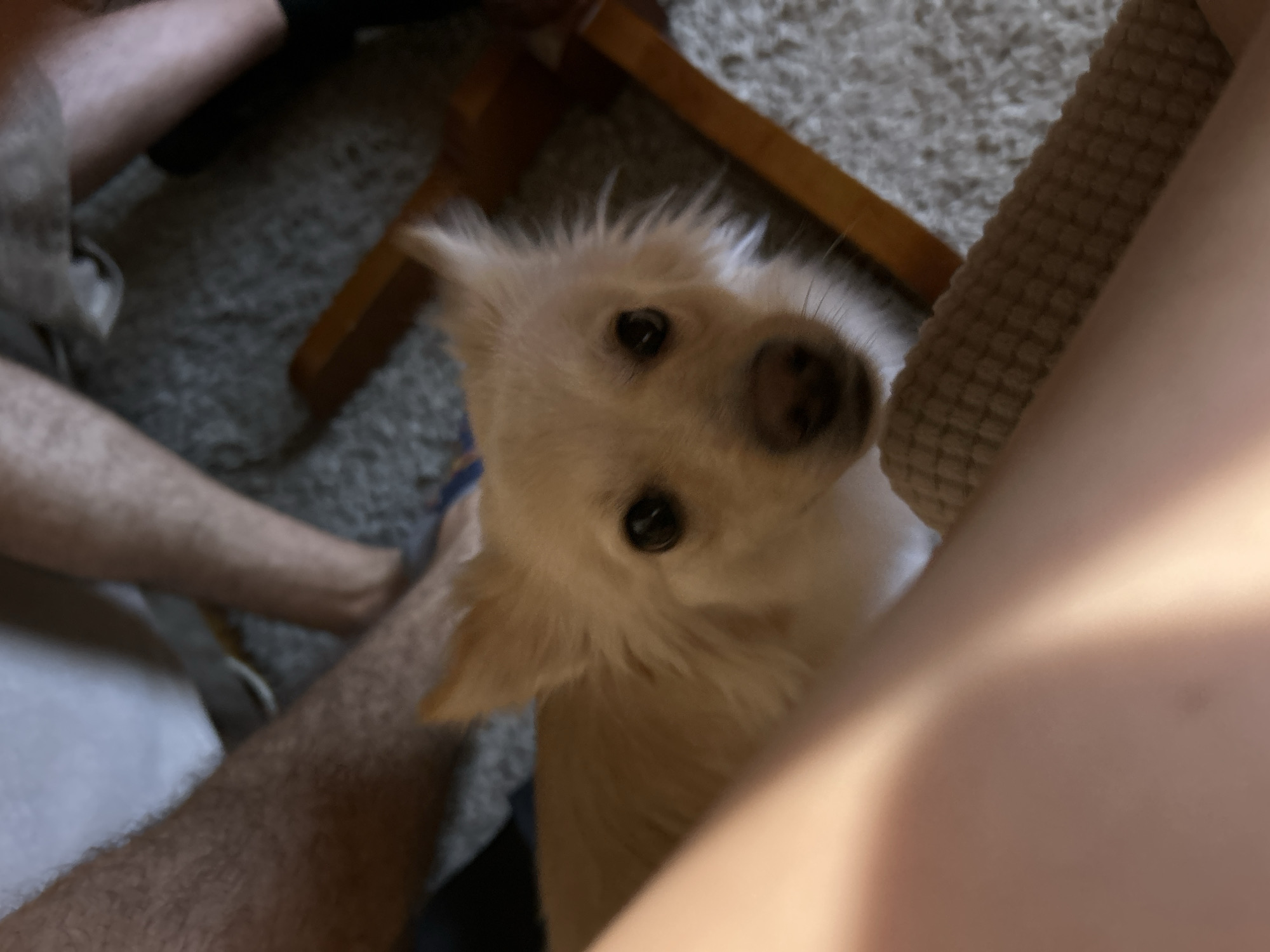 A light-colored, small dog with pointed ears and dark eyes is looking directly at the camera. The dog's face is slightly blurred, with its nose and muzzle also appearing slightly out of focus. Its fur is a light tan or cream color. The dog is positioned in the foreground, with a blurry human leg, appearing to be a calf and knee, visible to the left of the dog. In the background, other parts of human legs and feet are visible, with the subjects appearing to be sitting or lounging on a carpeted floor. The environment seems to be an indoor setting, possibly a living room, with a portion of a wooden chair visible to the right of the dog. There are no discernable city landmarks or references to Sofia, Bulgaria, in the image.