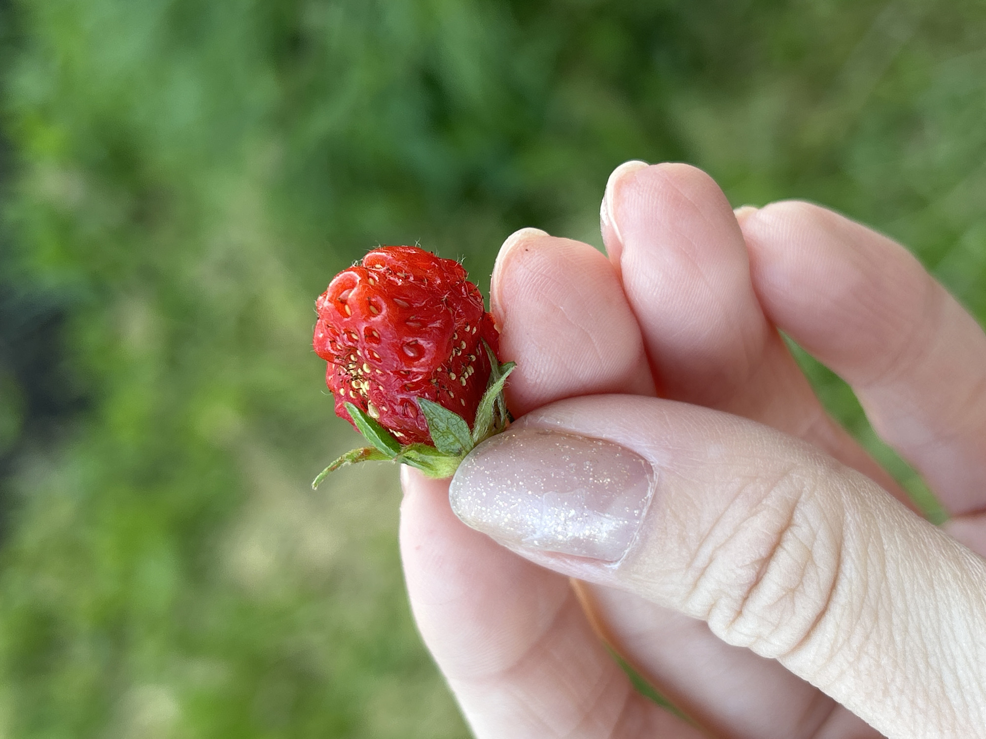 A close-up shot shows a person's hand holding a single, small, ripe strawberry. The strawberry is bright red with visible seeds and a green leafy calyx at the top. The hand appears to be an adult's, with lightly manicured fingernails that have a subtle shimmer. The background is softly blurred, consisting of lush green foliage, suggesting an outdoor, natural setting. The lighting appears to be natural daylight, possibly mid-morning or afternoon, with no harsh shadows. There is no visible text. The overall impression is one of simple enjoyment of a freshly picked berry. The location context provided is Азинский, Russia.