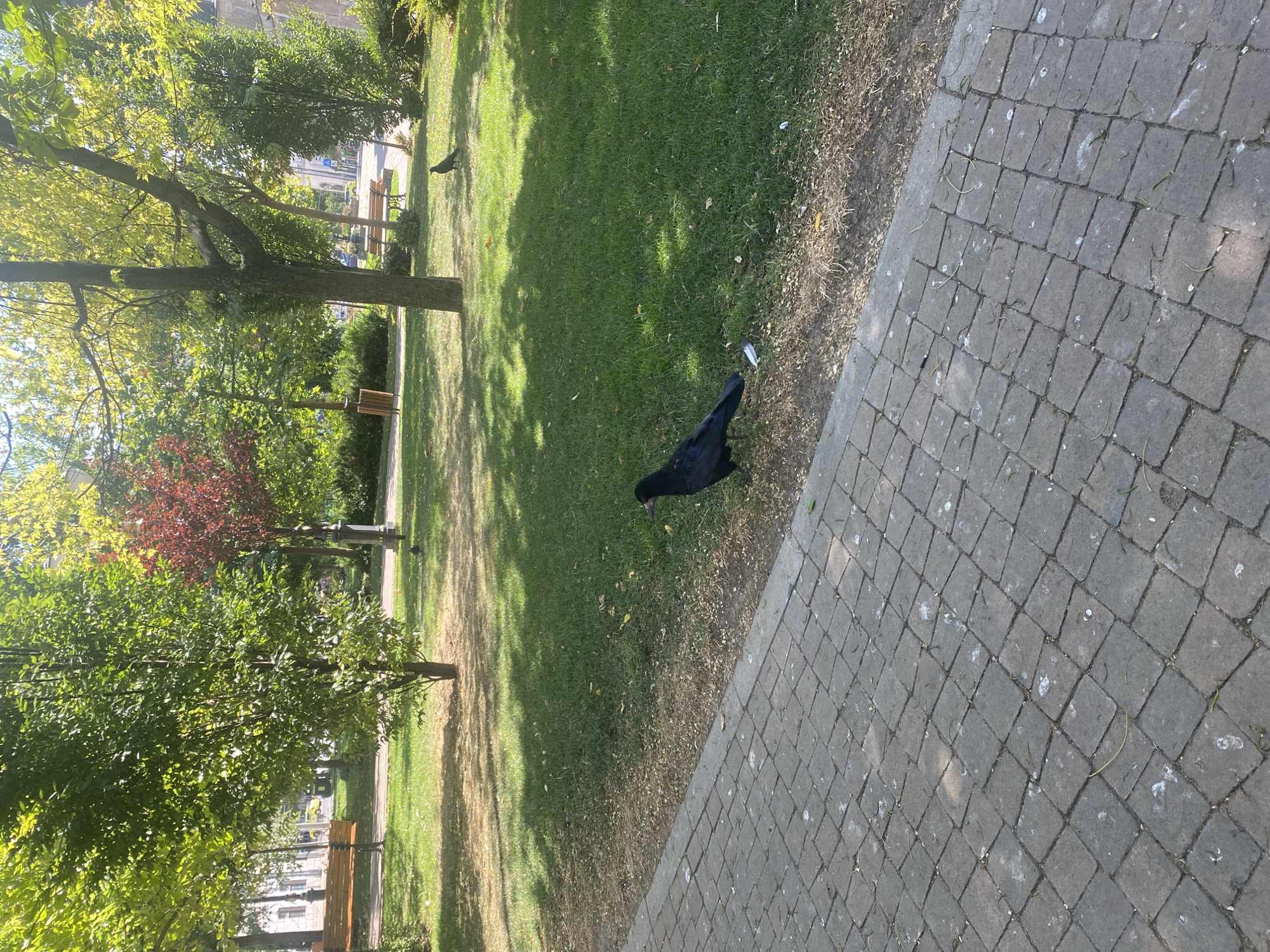 The image depicts a sun-dappled park scene in Iași, Romania, likely during daytime. A single black bird, possibly a crow or raven, stands on a patch of grass adjacent to a paved walkway composed of grey rectangular bricks. The walkway exhibits signs of wear and is partially covered with dried leaves and what appears to be bird droppings. Behind the bird, the grass is neatly mowed, with scattered fallen leaves and some patches of dry earth. Several trees with lush green foliage dominate the background, interspersed with a tree displaying vibrant red leaves. In the distance, park benches are visible, along with a trash receptacle and hints of urban infrastructure, such as buildings and a street with moving vehicles. The overall ambiance is one of a serene urban park on a clear day.