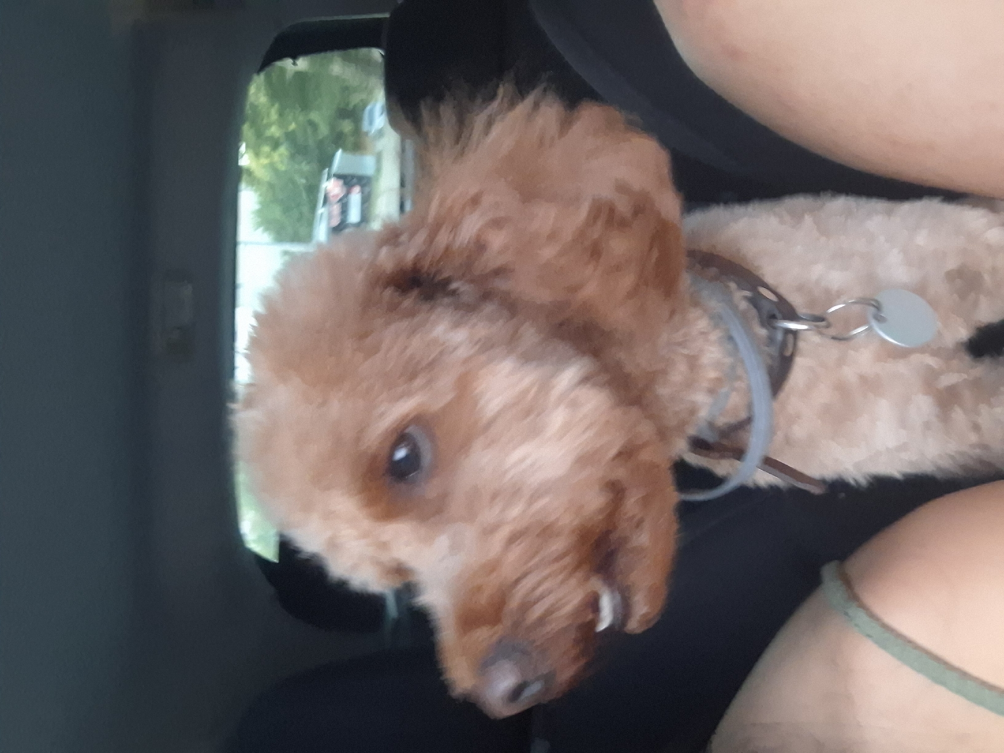 The image shows a close-up of a light brown toy poodle sitting in the back seat of a car. The dog is facing left, with its mouth slightly open, revealing its teeth. It has dark eyes and fluffy fur. The dog is wearing a gray collar with a small silver tag. In the background, through the car window, trees and some structures are visible, suggesting an outdoor environment. The image is likely taken in Pleven, Bulgaria, based on the prompt's request.