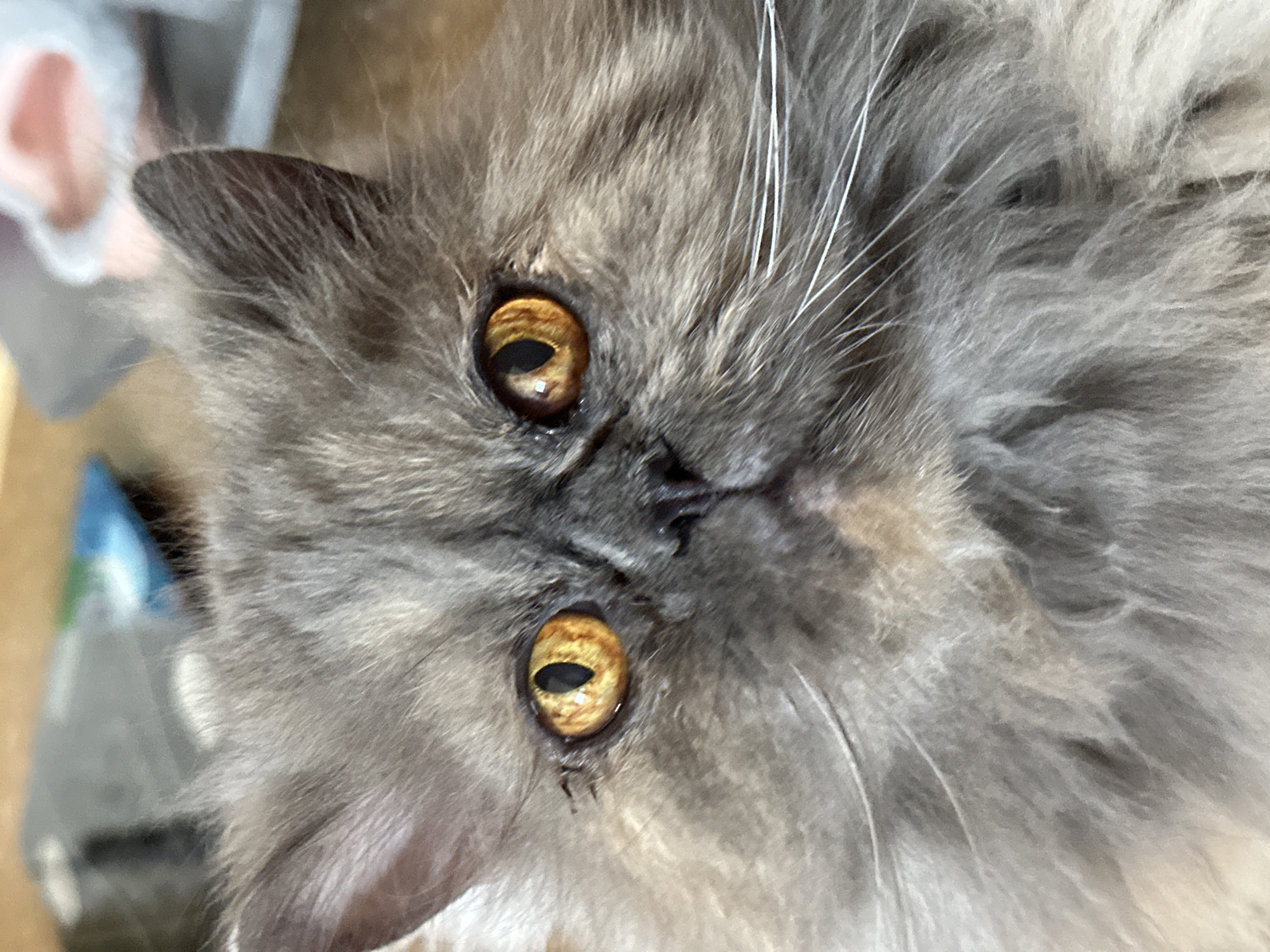 A close-up, upside-down view of a gray Persian cat's face. The cat has amber eyes, a black nose, and long white whiskers. The background is blurry, showing elements of a room, including what looks like an ear and possible packaging. The location in Chaikovsky, Russia, is not ascertainable from the provided image.