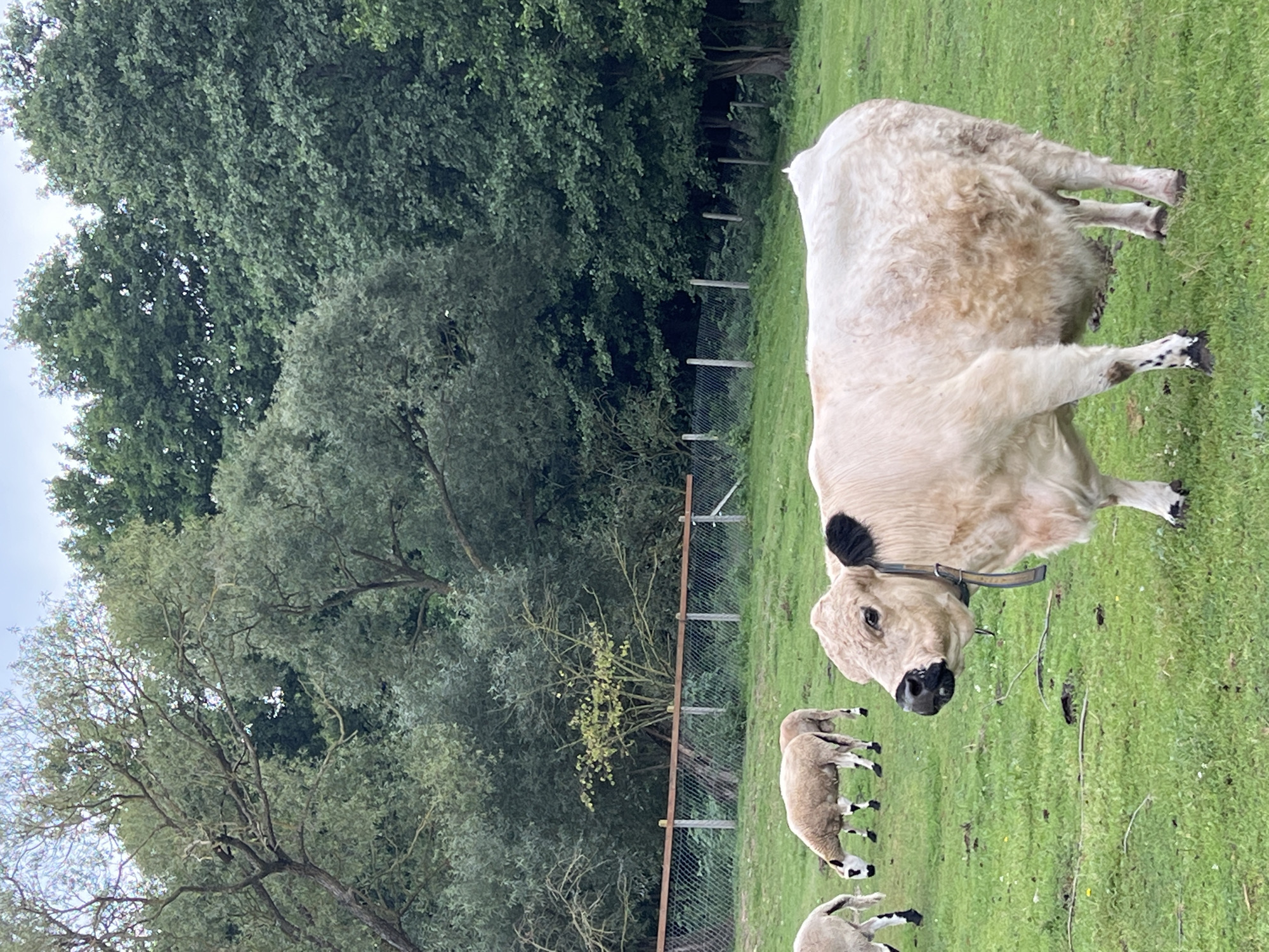 An outdoor scene in Bujenka, Poland, features a light-colored cow with black ears standing in a grassy field. The cow is facing left, with its head turned towards the viewer. In the background, several sheep are grazing in the field. A chain-link fence with wooden posts runs horizontally across the middle ground, separating the field from a wooded area. The trees in the background are lush and green. The sky is overcast.