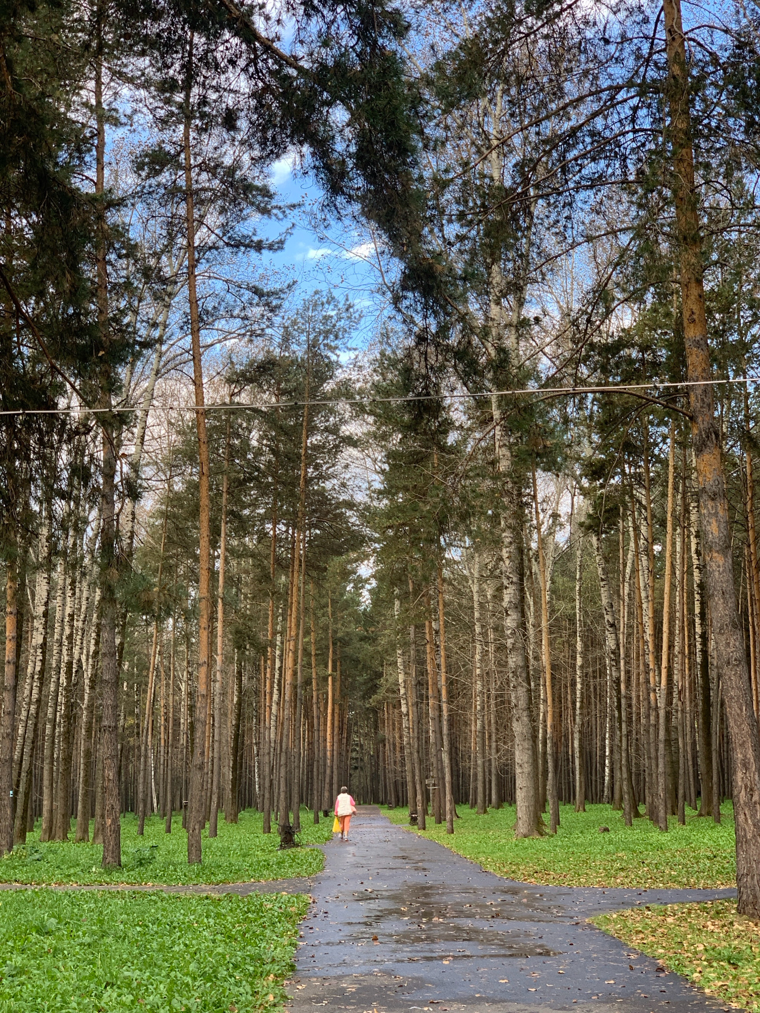 A lone individual, dressed in a light pink jacket and orange pants, walks away from the camera down a wet, paved path through a park. The path curves gently to the right, surrounded by lush green grass on the left and a dense forest of tall, slender trees on both sides. The trees appear to be a mix of pine and birch, with their bare branches forming a canopy overhead, allowing glimpses of a cloudy blue sky. Fallen leaves are scattered on the path and grass, suggesting it is autumn. The environment is natural, indicative of a park or wooded area within a city.