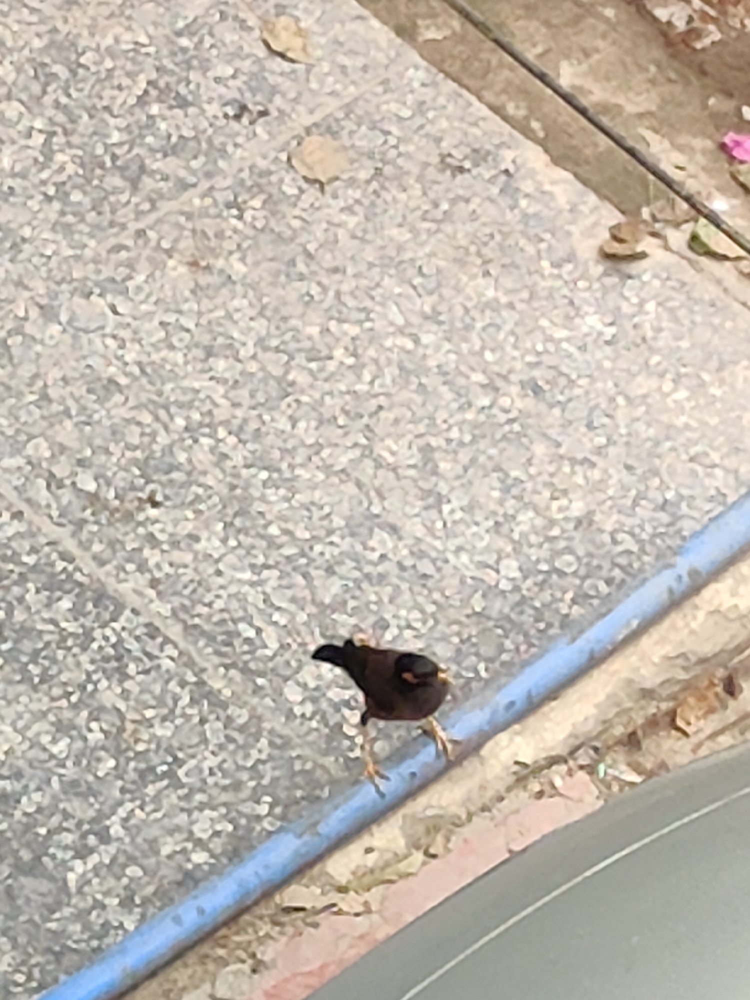 The image shows a small, dark-colored bird with yellow markings on its beak standing on a blue pipe. The bird is facing towards the left and its feet are clearly visible. The background consists of a textured, light-colored surface that appears to be paving stones or concrete, with some scattered leaves and debris. A thin black wire runs along the edge of the paved area. The scene is outdoors. Based on the visual information alone, it is not possible to determine the specific location within Gurgaon, India.