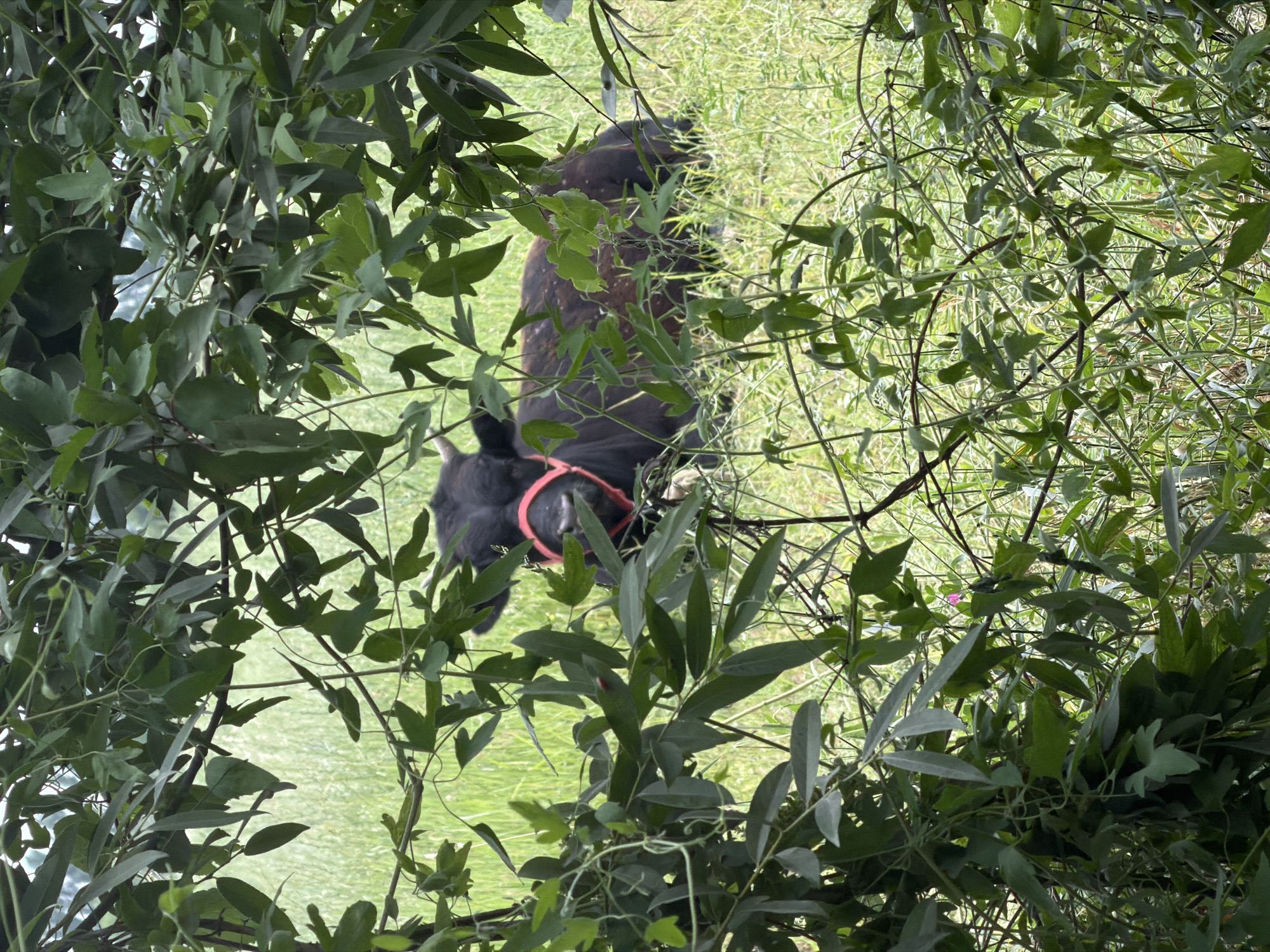 The image shows a black llama wearing a red halter, partially obscured by lush green foliage. The llama is standing in a grassy area, which appears to be a field or pasture. The foliage is dense and creates a natural frame around the animal, suggesting it might be near a wooded area or a place with abundant vegetation. The lighting indicates it is daytime, with natural light illuminating the scene. The llama's body is mostly visible, but its head and face are slightly hidden by leaves. The halter is a prominent detail, being a bright red against the llama's dark fur. The background is a soft blur of green grass, indicating a shallow depth of field. The overall impression is one of a natural, outdoor setting where the llama is grazing or resting. There is no visible text in the image.