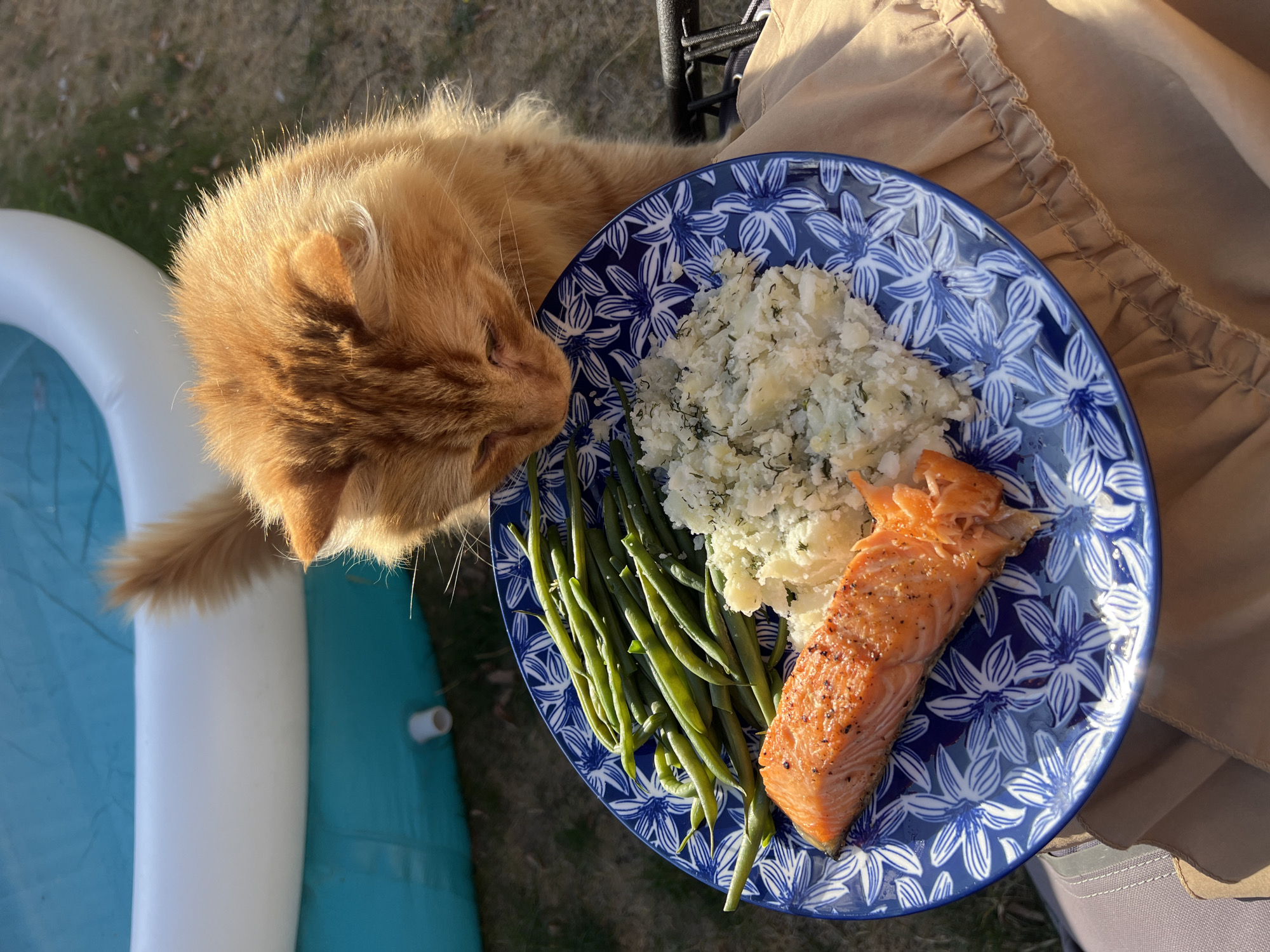 An orange cat leans over a blue and white patterned plate of food. The plate contains a piece of salmon, a pile of green beans, and mashed potatoes mixed with dill. The plate is positioned on a tan fabric surface, possibly a blanket or clothing. In the background, a portion of an inflatable pool with blue water is visible, along with dry grass and foliage. The lighting suggests it is daytime, with sunlight casting shadows and highlighting the cat's fur. The scene appears to be outdoors in a residential area, possibly a garden. There is no indication of Guildford, United Kingdom.