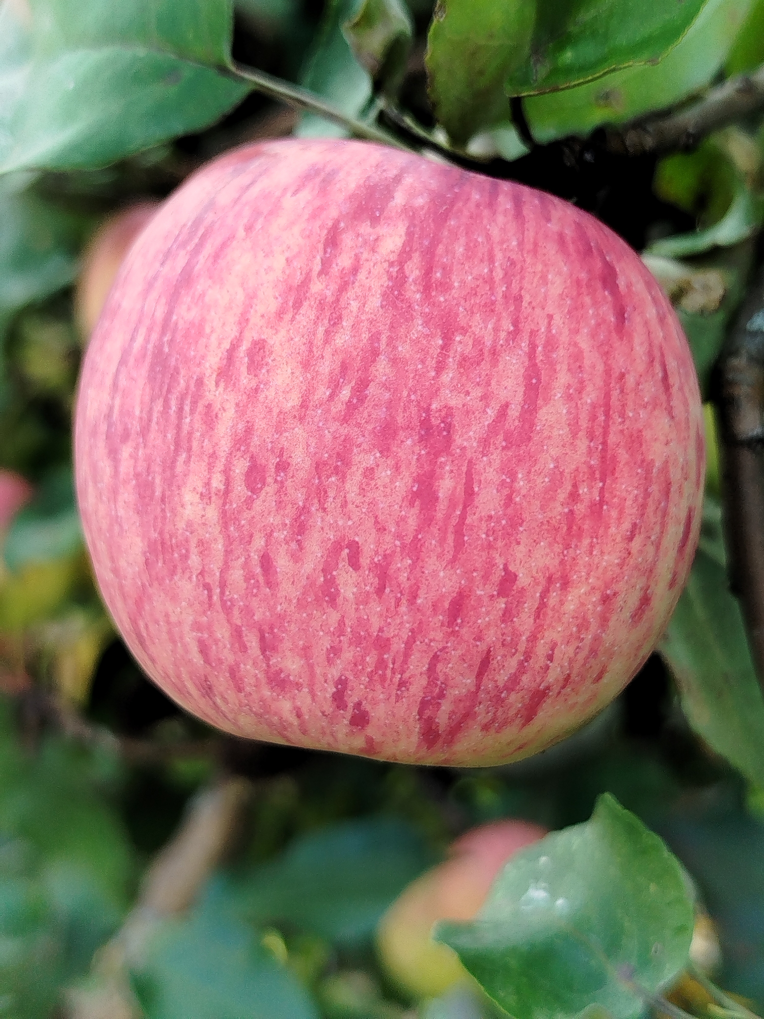 An extreme close-up shot focuses on a ripe, reddish-pink apple hanging from a branch, surrounded by blurred green leaves. The apple's surface is textured with streaks of a darker pink and small, lighter speckles. The background is entirely out of focus, with hints of other apples and branches visible, suggesting an orchard or garden setting in Чкаловское Снт, Russia. The lighting appears natural, highlighting the apple's form and color. No people or actions are depicted.