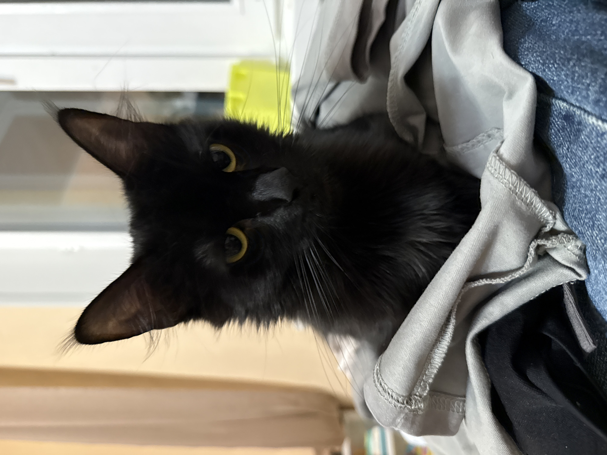 A black cat with yellow eyes is peering out from a pile of clothing. The clothes appear to be a mix of gray, black, and denim. The cat's head is tilted to the left. The background is a blurred indoor scene. There is no information to suggest the location is Tobolsk, Russia.