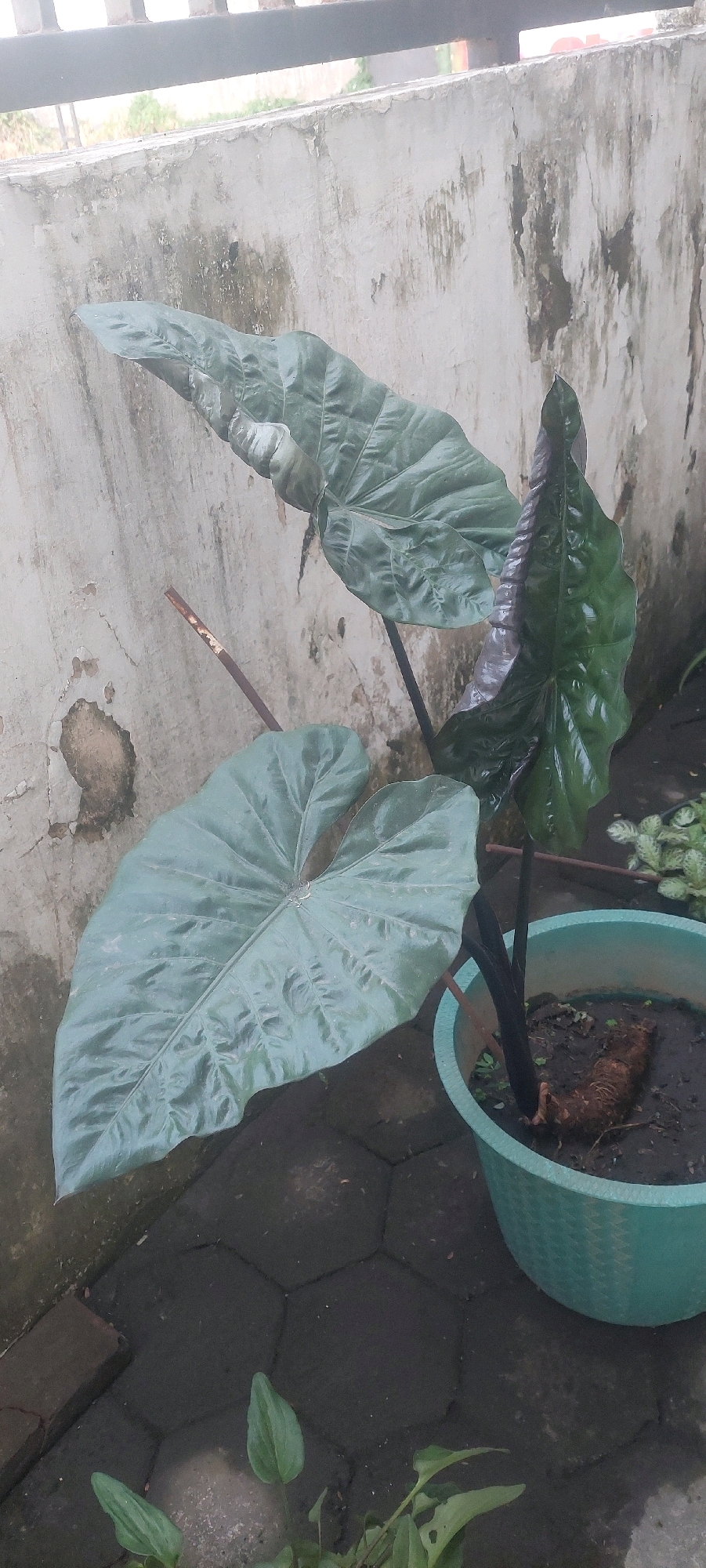 An outdoor, eye-level shot captures a collection of large, dark green elephant ear plants. The plants are situated on a paved area, possibly a courtyard or pathway, with hexagonal concrete pavers. A light green plastic planter contains one of the plants, revealing a brown, fibrous root or rhizome. The background features a textured, weathered wall, exhibiting patches of discoloration and peeling paint. A metal railing is visible at the top of the frame, and glimpses of foliage and a distant building suggest an urban or semi-urban environment. The lighting suggests an overcast day. The image does not contain any people or specific identifiable landmarks within Lumajang, Indonesia.