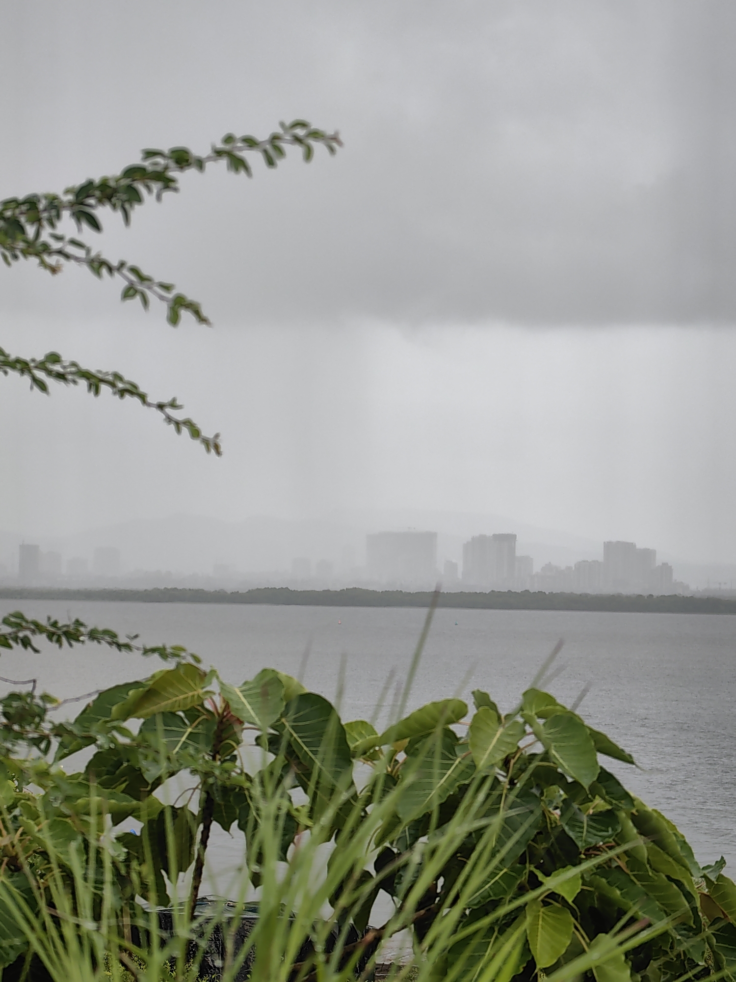 The image captures a hazy, overcast view of the cityscape of Vasai-Virar, India, likely during or after rainfall. In the foreground, lush green foliage, including broad leaves and thin blades of grass, occupies the lower portion of the frame. A tree branch with small green leaves extends from the upper left corner.
The mid-ground features a body of water, possibly the Vasai Creek, with a subtle ripple pattern on its surface, indicating a calm but potentially windy day. Across the water, a distant treeline forms a dark green band. Beyond the treeline, the skyline of Vasai-Virar is visible, characterized by numerous tall buildings and structures shrouded in atmospheric haze. The buildings appear muted and indistinct due to the weather conditions and distance. The sky above is a uniform, light gray, suggesting heavy cloud cover. The overall atmosphere is one of a subdued, damp environment.