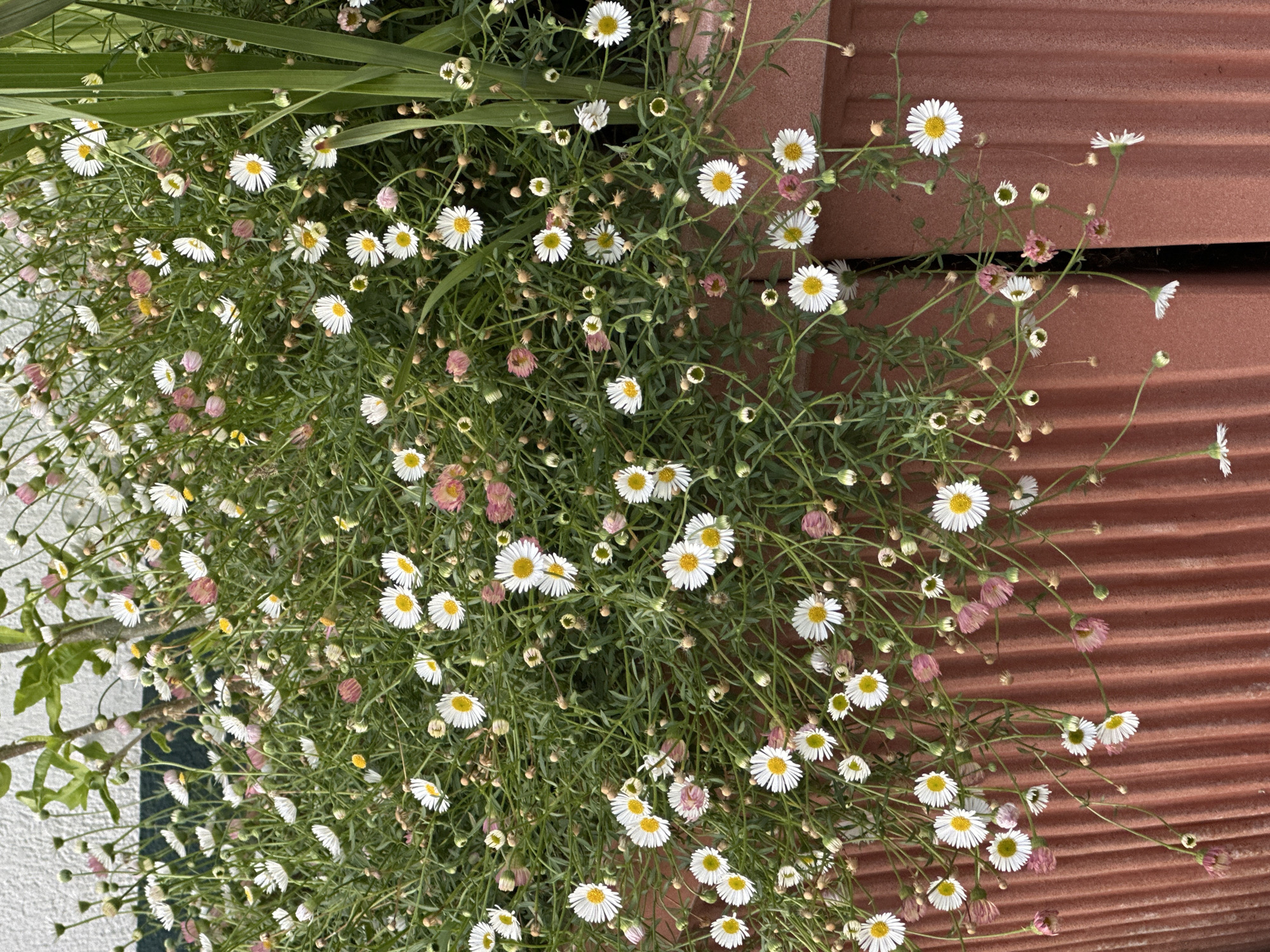 The image shows a close-up of a planter filled with small white and pink flowers with yellow centers, some of which are wilting or in bud form. The planter is a textured, reddish-brown material, likely terracotta or a similar composite, and appears to be cylindrical. The flowers are dense and appear to be overflowing the planter, with thin, green stems and delicate foliage. In the background, a white wall with a dark horizontal band is visible, and a tall, green plant with long, flat leaves is positioned to the right of the frame. The lighting suggests an outdoor, daytime setting. There are no people or animals visible in the image. The scene is likely a domestic or public garden setting within the city of Krefeld, Germany, possibly on a balcony, patio, or garden bed.