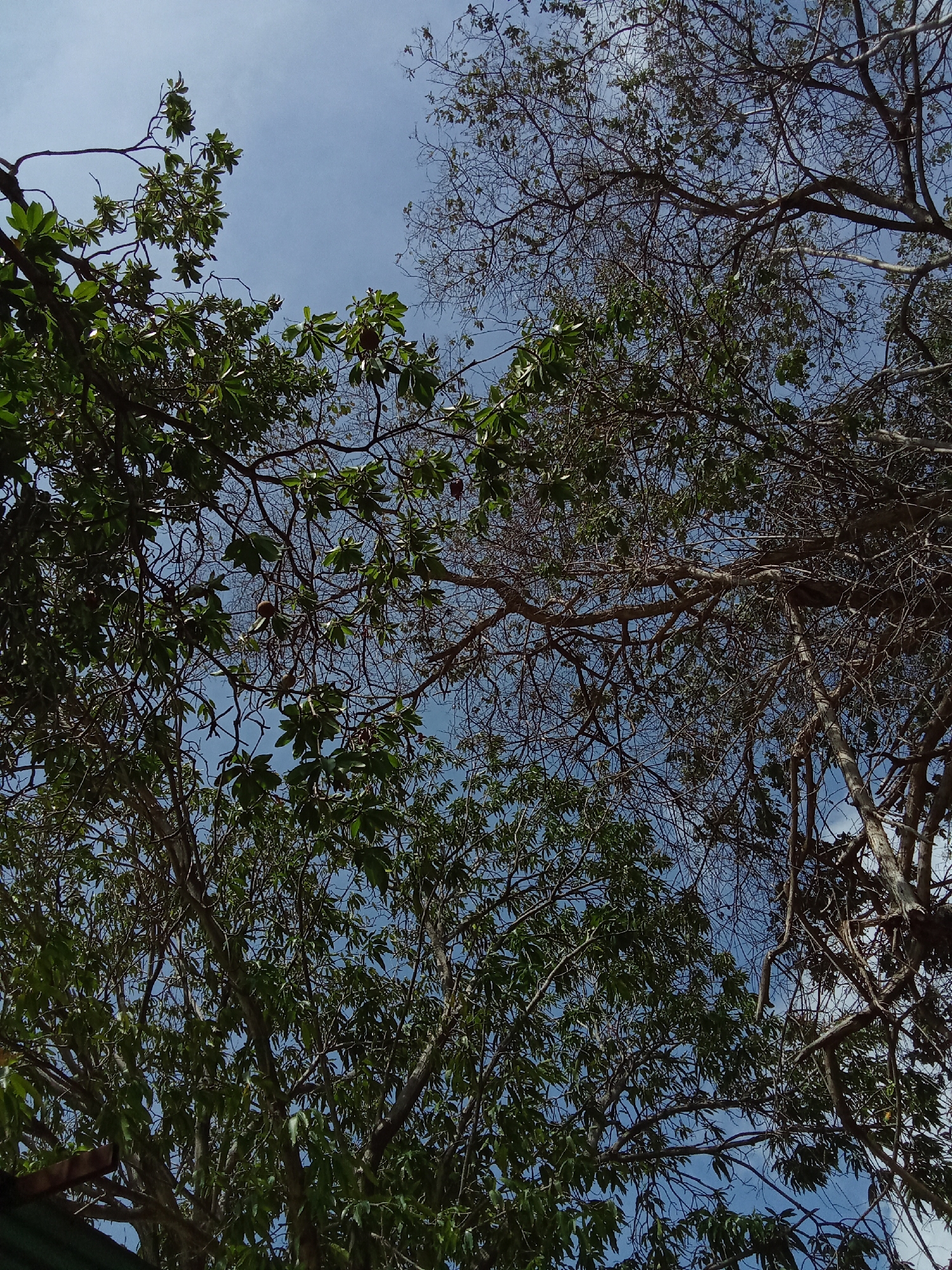 The image shows a view looking up through the branches of several trees towards a partly cloudy, blue sky. One tree on the right is mostly bare of leaves. Other trees are full of green leaves. The location is not specified, so it cannot be stated that the image is located in the city of Juan Griego, Venezuela.