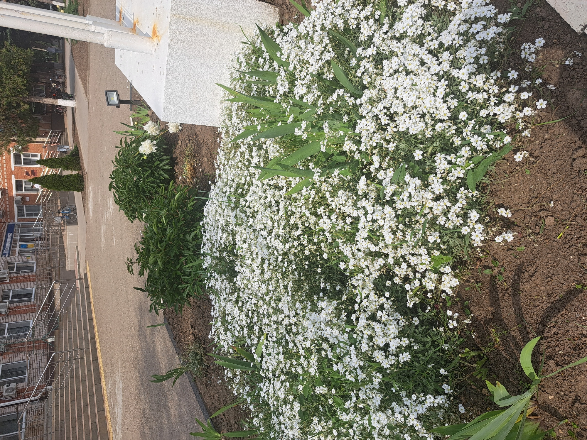 The image shows a flowerbed with a dense collection of small, white flowers. The flowers appear to be ground cover plants, densely populated and thriving. A cluster of green, leafy plants grows alongside the white flowers. Adjacent to the flowerbed is a paved pathway, and behind it, a building is visible. The building has a brick facade and multiple windows, and there is a staircase leading to it. The scene appears to be taken in a public space, likely a park or garden area in the city of Leningradskaya, Russia. A white painted structure is visible next to the flowers.