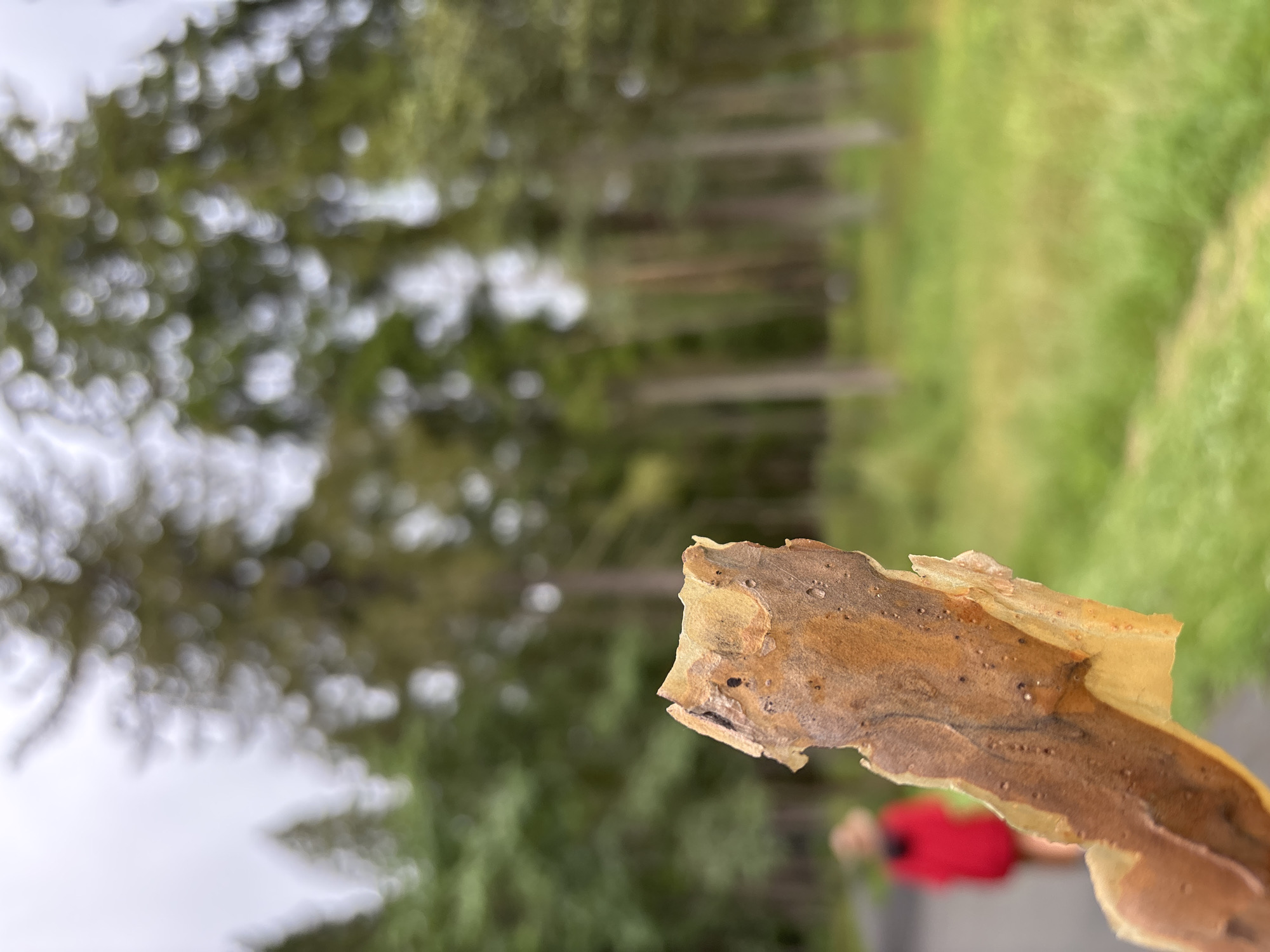 A close-up of a piece of tree bark is held in the foreground, with a blurred background of a park or forest. The bark is textured and has various shades of brown and yellow. In the middle ground, a person wearing a red jacket is walking on a path, their back to the camera. The background is filled with tall trees and green grass, suggesting an outdoor natural setting, possibly in the city of Pavlovskaya Sloboda, Russia. The sky is overcast.
