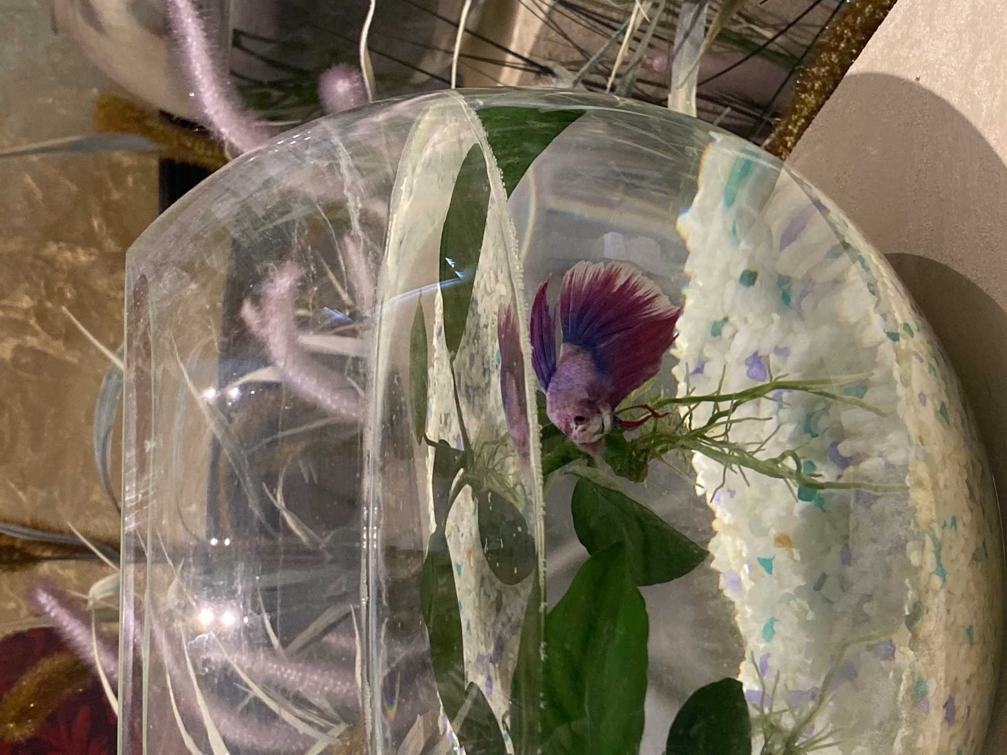 The image shows a betta fish in a glass bowl. The bowl is filled with white and purple gravel, green plants, and water. The fish is purple and red. The bowl is sitting on a surface next to a beige wall and other decorative items. The location, Sochi, Russia, is not determined by visual information.