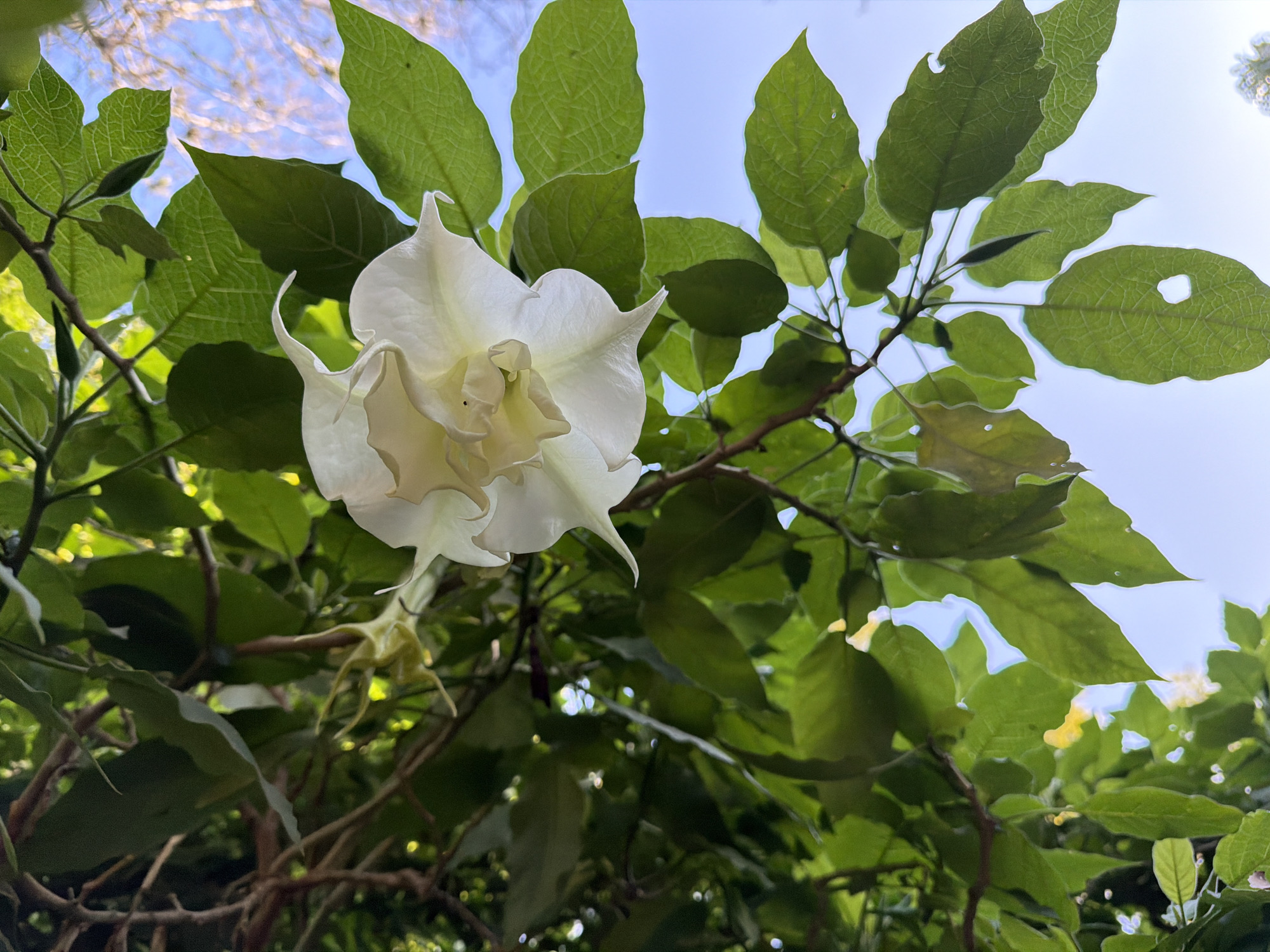 The image is a low-angle shot of a white flower, possibly a Datura, with multiple layers of petals, hanging from a branch. The flower is surrounded by vibrant green leaves, some of which have holes or torn edges. The background is a bright blue sky, with some blurred branches visible. The lighting suggests it is daytime, with the sun filtering through the leaves, creating a dappled effect. The setting appears to be an outdoor environment, likely a garden or park. The specific location in Buenos Aires, Argentina, cannot be determined from the visual information provided. There are no people or animals visible in the image.