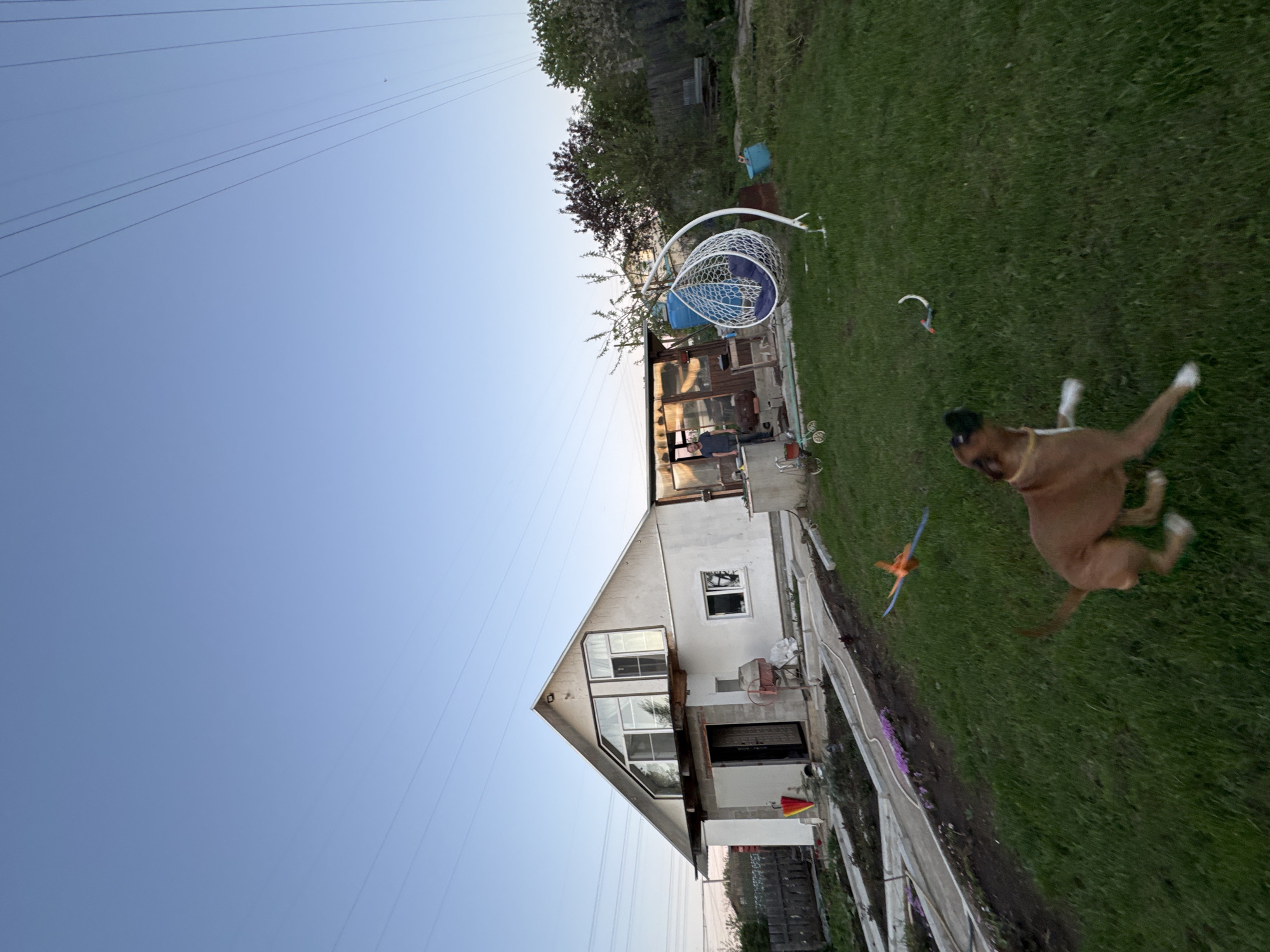 The image depicts an outdoor scene in what appears to be a residential area in Chaikovsky, Russia. In the foreground, a brown dog is in motion on a grassy lawn. Adjacent to the lawn is a house with white exterior walls, large windows, and visible construction or renovation work. Near the house is a metal barrier. Further back on the lawn, there is a white hanging chair. In the background, a few trees and electrical lines can be seen against a clear sky.