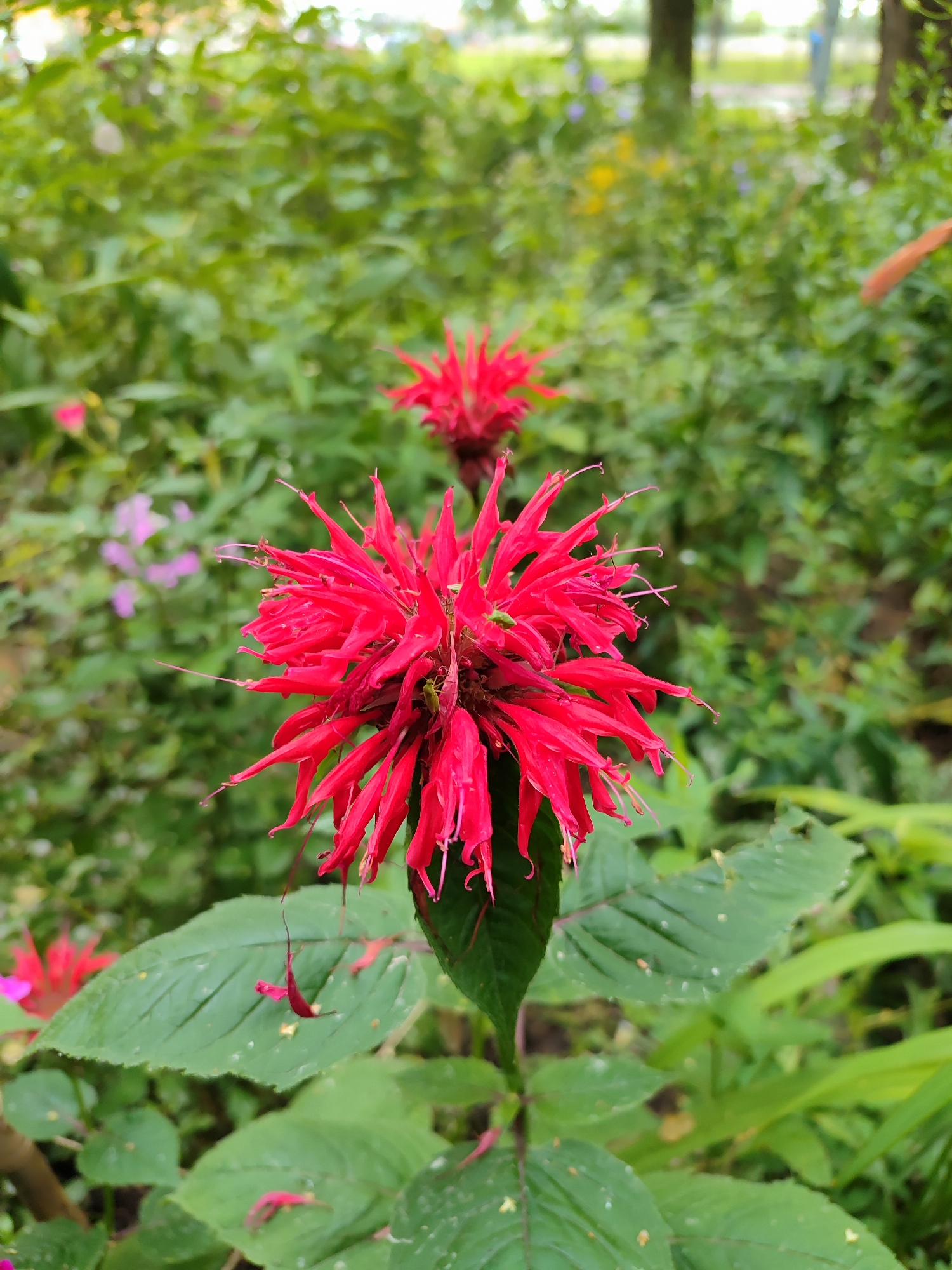 A vibrant red Bee Balm flower, with its distinctive spiky petals, is the focal point of this close-up, outdoor photograph. The flower, likely a Monarda didyma, is in bloom and stands tall on a green stalk, surrounded by lush green foliage. In the background, other red and pink flowers, along with blurred greenery and trees, create a soft bokeh effect. The scene appears to be a garden or park, possibly in Saint Petersburg, Russia, given the lush vegetation and mature trees. There are no people or animals visible in the frame. The lighting suggests it is daytime, with natural light illuminating the scene. The overall impression is one of natural beauty and a serene outdoor environment.