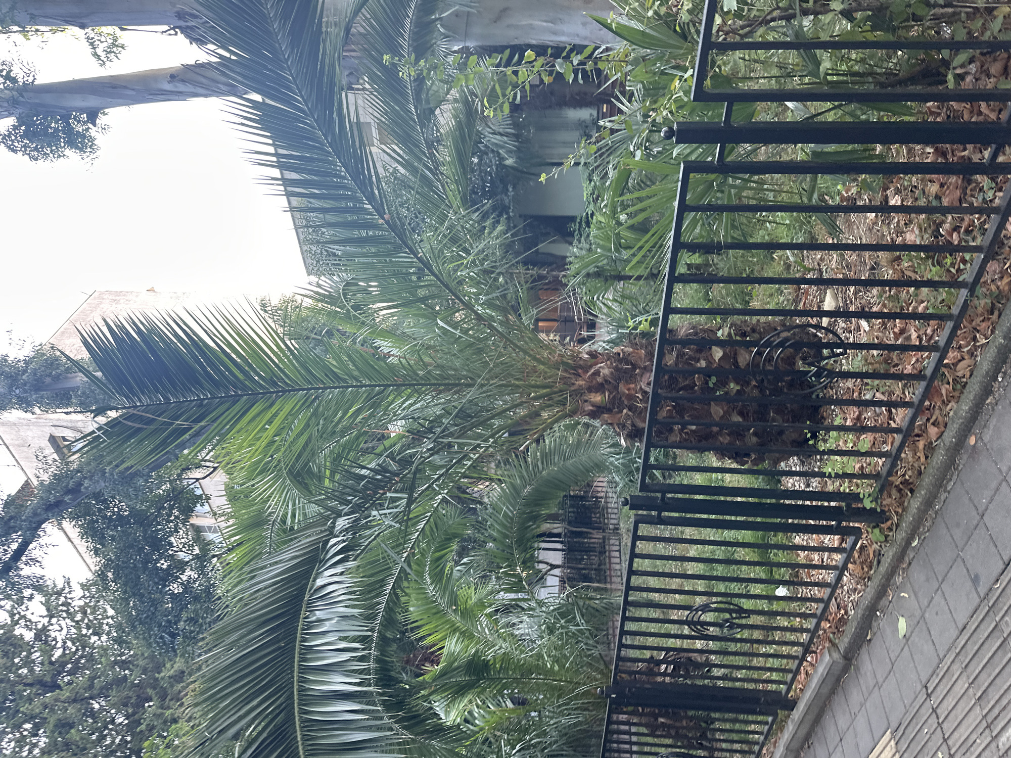 A medium shot captures a palm tree with a thick, fibrous trunk and large fronds, standing behind a black metal fence. The fence has vertical bars and decorative scrollwork. To the left of the palm tree, a paved walkway with tactile paving is visible, bordered by a concrete curb. Fallen leaves litter the ground behind the fence. In the background, buildings with light-colored facades and windows are partially obscured by dense foliage, including more palm trees and other greenery. The scene suggests an outdoor urban environment, possibly a park or a streetscape in a warm climate. The lighting indicates it is daytime, with overcast conditions. This image is located on Kurortny Prospekt in Sochi, Russia, a prominent street known for its palm trees and proximity to the Black Sea coast.