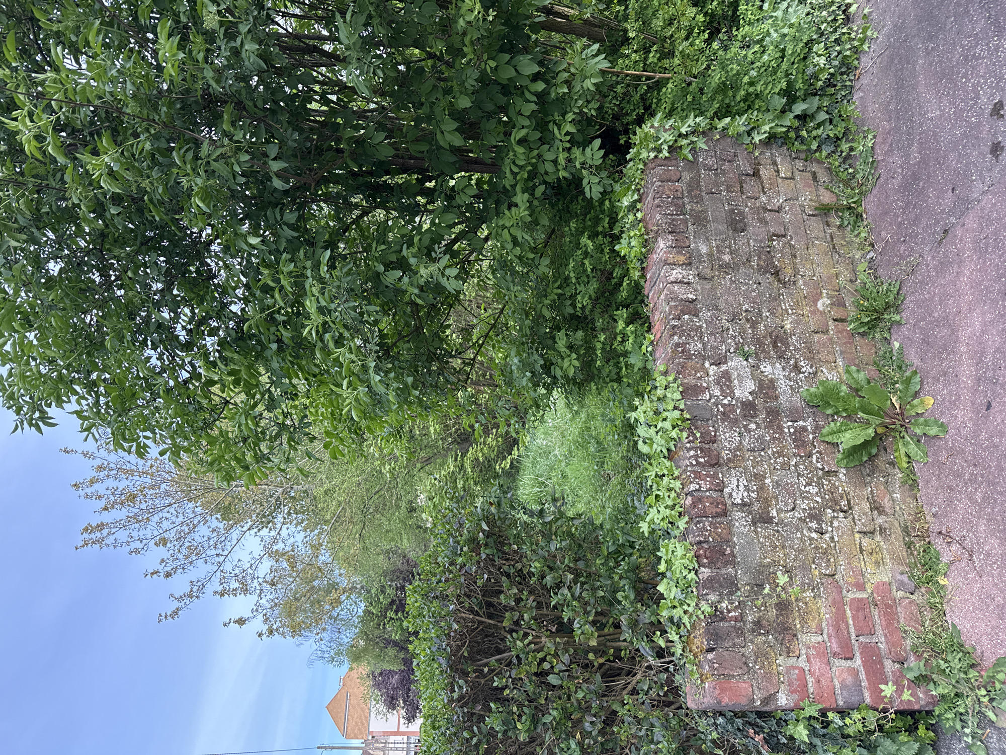 The image, likely taken in Domont, France, shows a brick wall overgrown with ivy and various plants. The wall abuts a sidewalk paved with reddish-brown stone. Behind the wall is dense greenery, including trees and bushes. The sky, visible in the upper left corner, is blue. A building roof can be seen in the lower left corner. The scene appears to be a public space, possibly a garden or a park.