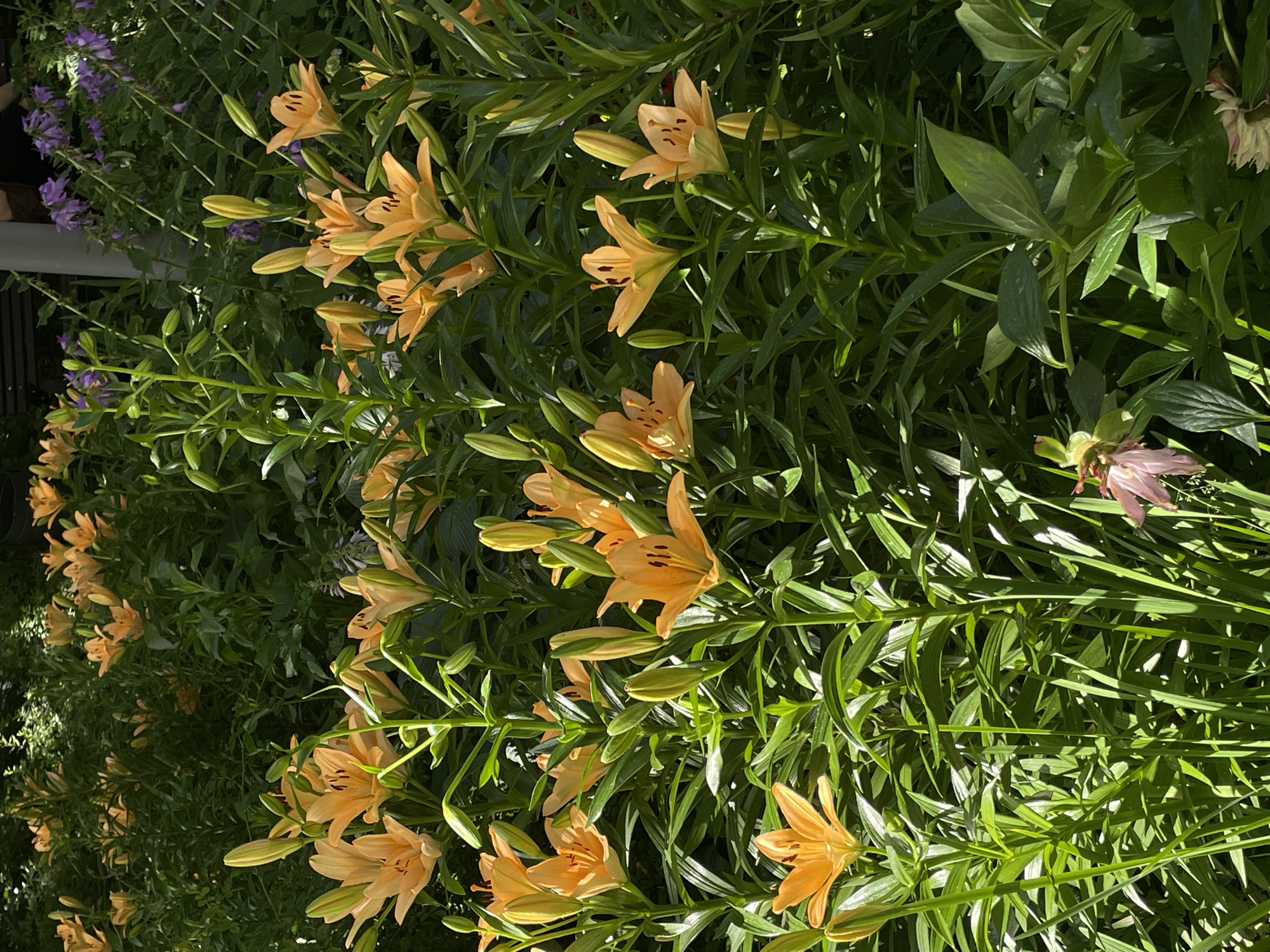 The image shows a dense planting of orange lilies in a garden. The lilies are in full bloom, with many open flowers and buds. The leaves of the lilies are long and green, and they create a lush backdrop for the flowers. In the background, there are some purple flowers that appear to be bellflowers. The lighting suggests that it is daytime, with sunlight casting shadows on the plants. The overall impression is one of a vibrant and healthy garden. While the image is oriented vertically, suggesting it might have been taken with a phone held upright, the scene itself depicts a natural outdoor setting, likely a garden or park in Moscow, Russia, given the context. There are no people or visible text in the image.