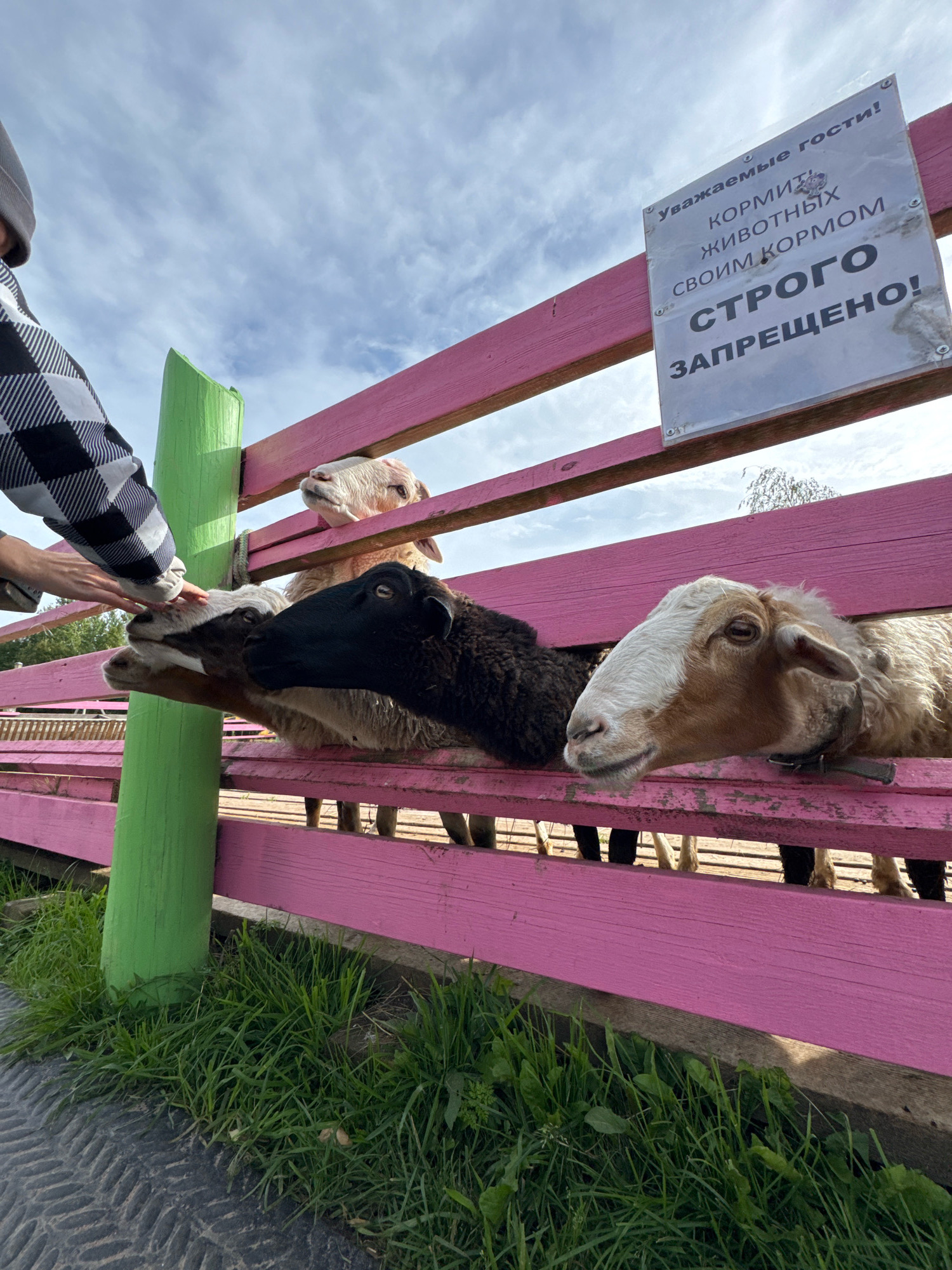 In Peterhof, Russia, a person's hand is seen reaching through a pink wooden fence to pet a sheep. Several sheep, including one with black wool and others with tan and white wool, are visible on the other side of the fence. A sign is attached to the fence, written in Russian, which translates to "Dear guests! Feeding the animals with your own food is strictly prohibited!". The fence is supported by a bright green post, and lush green grass grows in front of the fence. The sky above is partly cloudy, with a blue sky and white clouds.