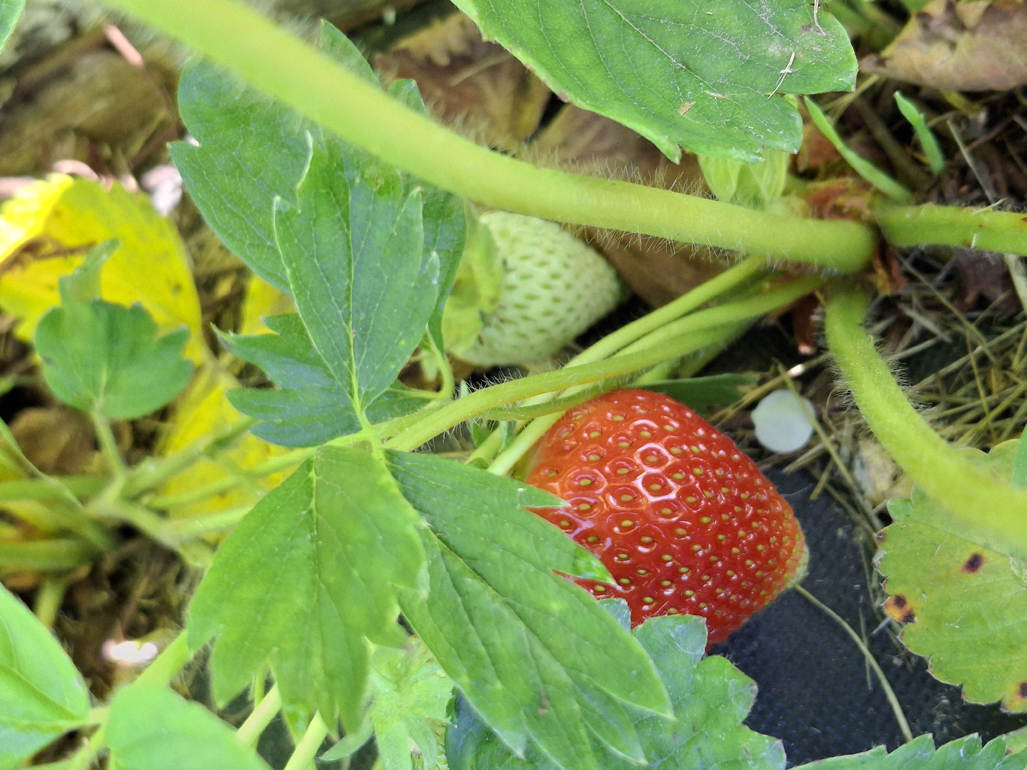 The image depicts a close-up view of a strawberry plant in its natural environment. A ripe, red strawberry is prominently displayed in the foreground, with its seeds clearly visible. To the left and slightly behind, a young, green strawberry is developing. The plant features vibrant green leaves and stems, some of which are covered in fine hairs. The background consists of soil, dry leaves, and other vegetation, suggesting an outdoor setting. The overall impression is one of natural growth and the early stages of fruit development. The scene is devoid of any human presence or activity.