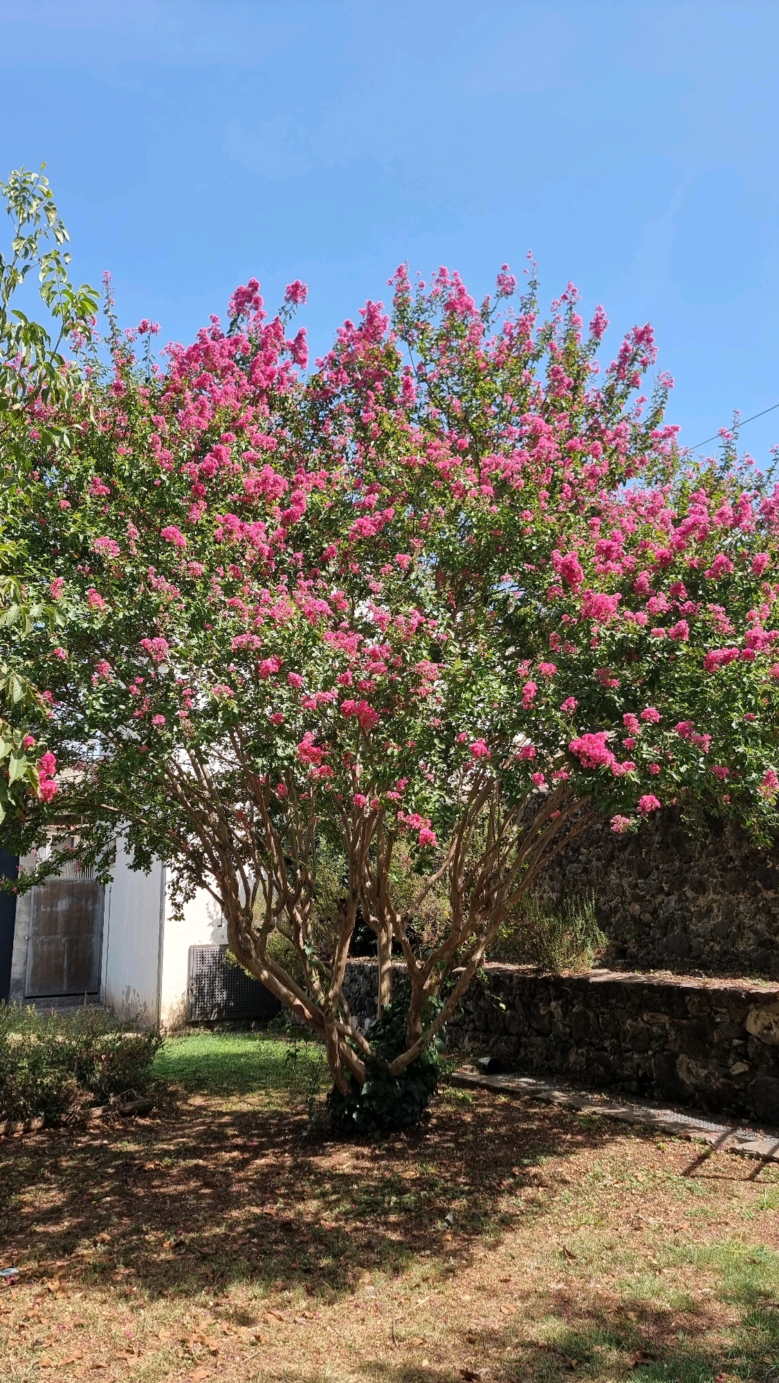 A medium shot captures a vibrant crepe myrtle tree in full bloom with bright pink flowers against a clear blue sky. The tree has a multi-trunked structure with smooth, light brown bark. Lush green leaves are interspersed with the dense clusters of flowers. The tree is situated on a patch of dry grass and fallen leaves, with dappled sunlight casting shadows on the ground. To the left of the tree, a white building with a grey metal door is visible. Behind the tree, a stone wall with some greenery on top forms a backdrop. The scene appears to be a residential or garden area in the town of Sant Joan les Fonts, Spain.