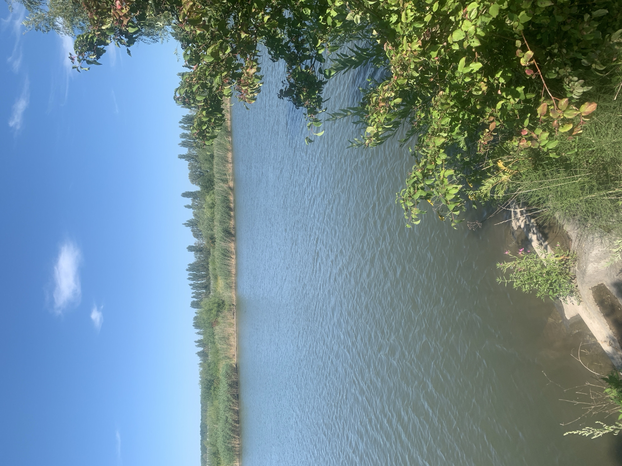 This is a vertical, eye-level, outdoor, full shot of a calm river on a sunny day in Pidhaichyky, Ukraine. The water is a tranquil blue-green, with small ripples across its surface. The riverbanks are lined with dense reeds and tall, slender trees. On the right side of the frame, a lush green bush with dark berries encroaches on the water, its branches reaching out over the river. The sky above is a clear, bright blue, with a few wispy white clouds. The shoreline on the left features some concrete steps leading into the water, partially obscured by various green plants and grasses. The scene appears to be a natural and peaceful landscape.