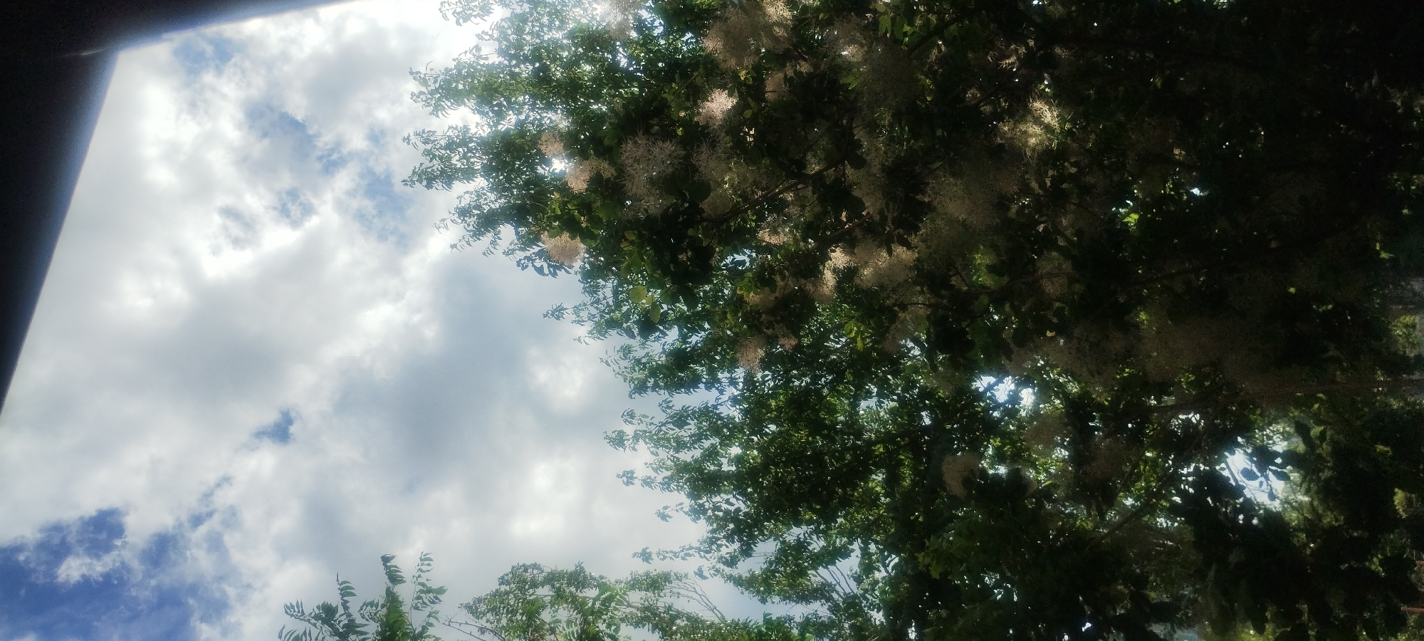The image shows a view looking up at a partly cloudy sky from beneath trees. The trees are dense and leafy, with some appearing to have white or light-colored feathery blossoms. Sunlight filters through the leaves and clouds. The top edge of the image is framed by a dark, out-of-focus object, possibly a window frame or ledge. The scene appears to be an outdoor setting in an urban environment, likely in Zaporizhzhia, Ukraine, given the context. No people or specific landmarks are visible. The overall impression is one of a natural scene viewed from a sheltered position.