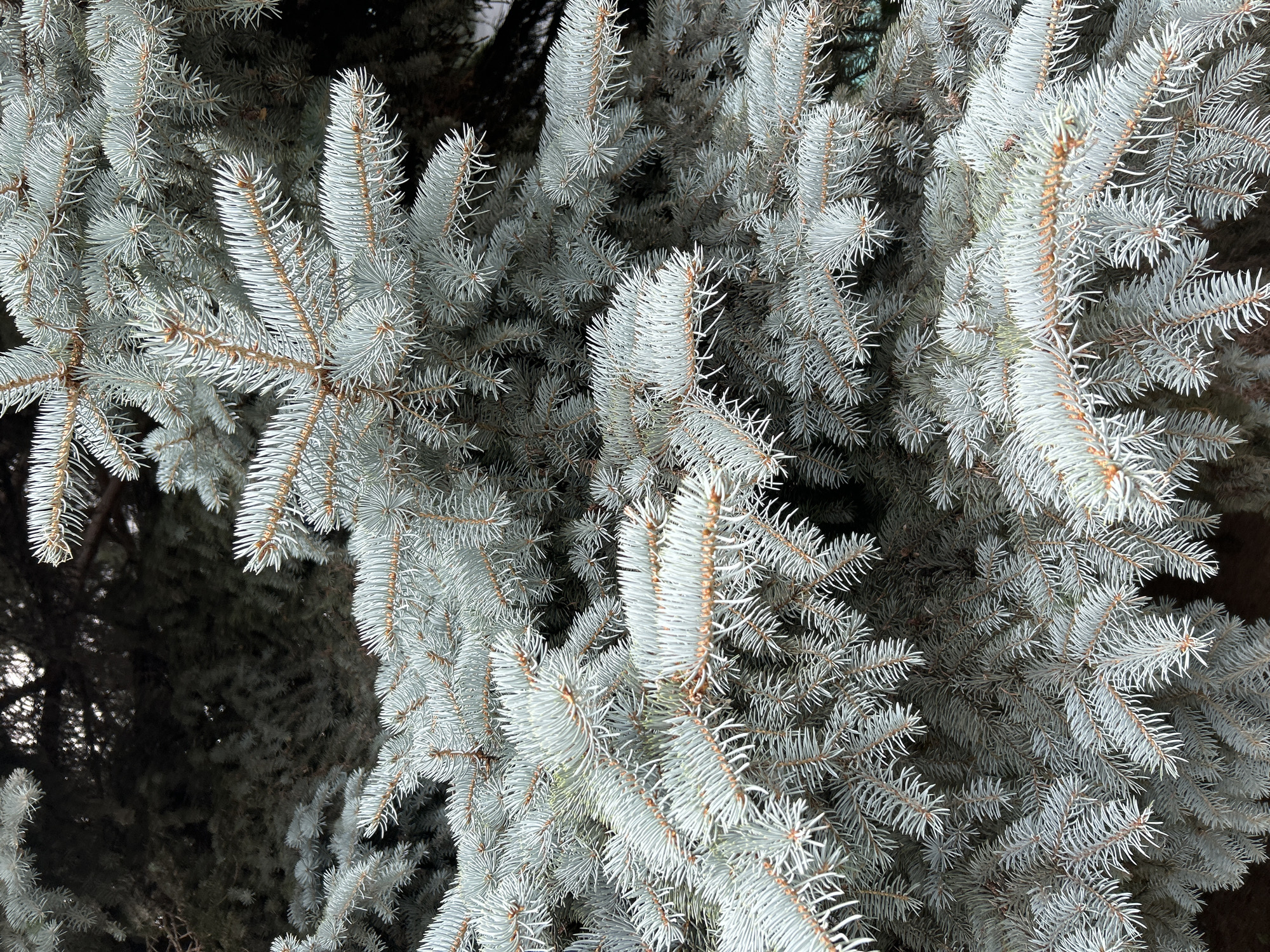 A close-up, vertical, eye-level shot presents the dense, blue-green needles of a blue spruce tree. The branches are heavily laden with foliage, creating a textured, almost overwhelming visual of evergreen. The needles are sharp and pointed, clustered closely together along woody stems. The background is dark and indistinct, suggesting the interior of the tree or a shaded area. The image appears to be a natural detail shot, focusing solely on the tree's branches and needles. There are no people, animals, or man-made objects visible. The scene suggests an outdoor environment, likely a park or a yard in the city of Chaikovsky, Russia, where this type of evergreen is commonly found.