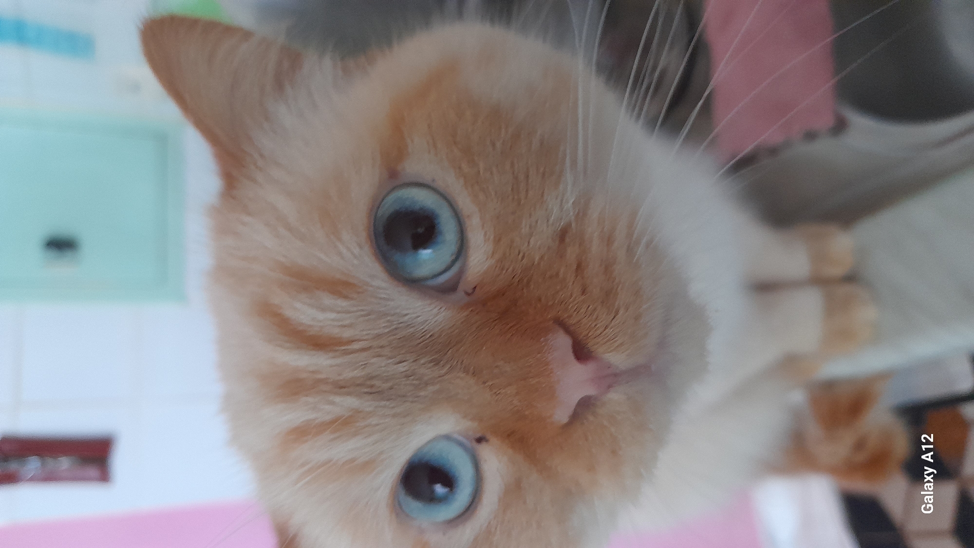 A rotated close-up portrait shows a domestic cat with striking light blue eyes, looking directly into the camera. The cat has predominantly light orange or cream-colored fur on its face and ears, with white fur visible around its muzzle and chest. Its pink nose stands out in the center of its face. The background is softly blurred, revealing indistinct household elements such as a light blue-green rectangular object with a small dark mark, and areas of pink and light gray, suggesting an indoor setting. The cat appears calm and curious, its large pupils reflecting the available light. The text "Galaxy A12" is visible vertically along the right side of the image. The photo was taken in Markovskiy, Russia.