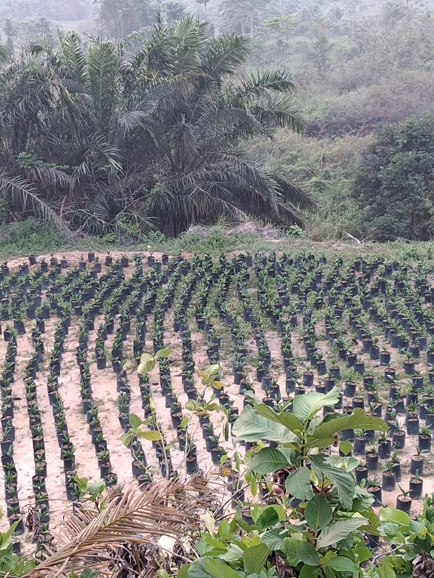 The image depicts a nursery of young palm trees, likely oil palms, in Pangkalan Kerinci, Indonesia. The foreground features a cluster of mature palm fronds, some appearing dry and brown, and lush green foliage in front of them. Behind this, rows upon rows of saplings in black plastic bags are neatly arranged on sandy soil, extending into the middle ground. The saplings are densely packed, indicating a large-scale operation. In the background, the landscape rises, covered in dense vegetation and a hazy, misty atmosphere, characteristic of a tropical environment. A dense grove of mature palm trees is visible on the left side, partially obscuring the further landscape. The overall scene suggests a palm oil plantation or a facility dedicated to cultivating oil palm seedlings for future planting. There are no people visible in the image.