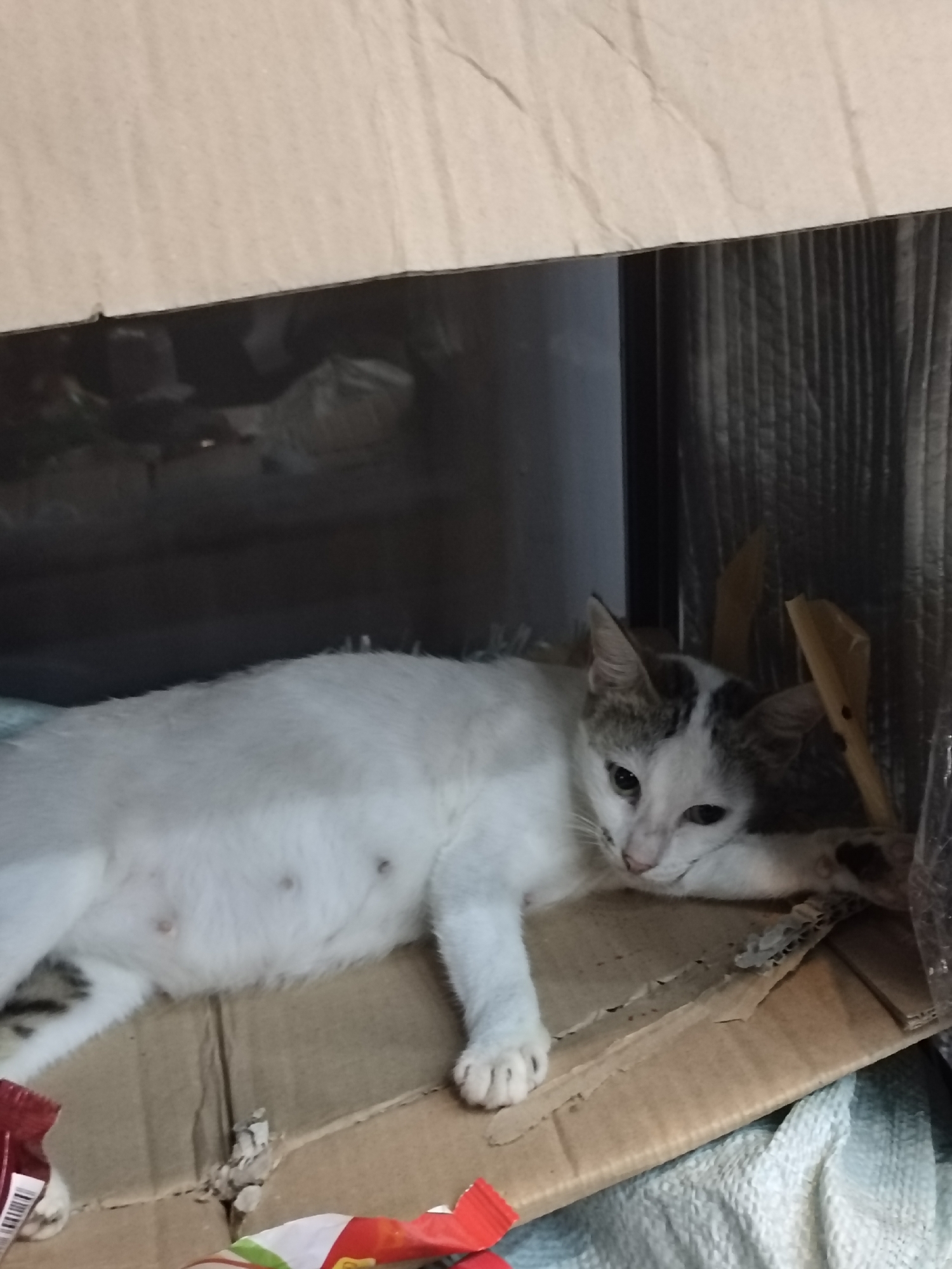 In Meunasahaluedrienlhoksukon Barat, Indonesia, a domestic cat, primarily white with grey and brown markings on its head and ears, is depicted lying on its side. The cat exhibits a distended abdomen and visible teats, consistent with pregnancy or recent parturition. Its head rests on its front paws, and its eyes are partially closed. The animal is situated within a corrugated cardboard box, which serves as a makeshift bed or shelter. The upper portion of the box's flap is angled upwards, partially obscuring the background. Behind the cat, a dark, vertically ribbed or corrugated surface is visible, likely a wall or structural element. In the foreground, on the bottom left, a red and white packaged item is partially visible. On the bottom right, a red and orange packaged item rests adjacent to a folded, light-colored knitted textile. The scene is under dim, ambient illumination.