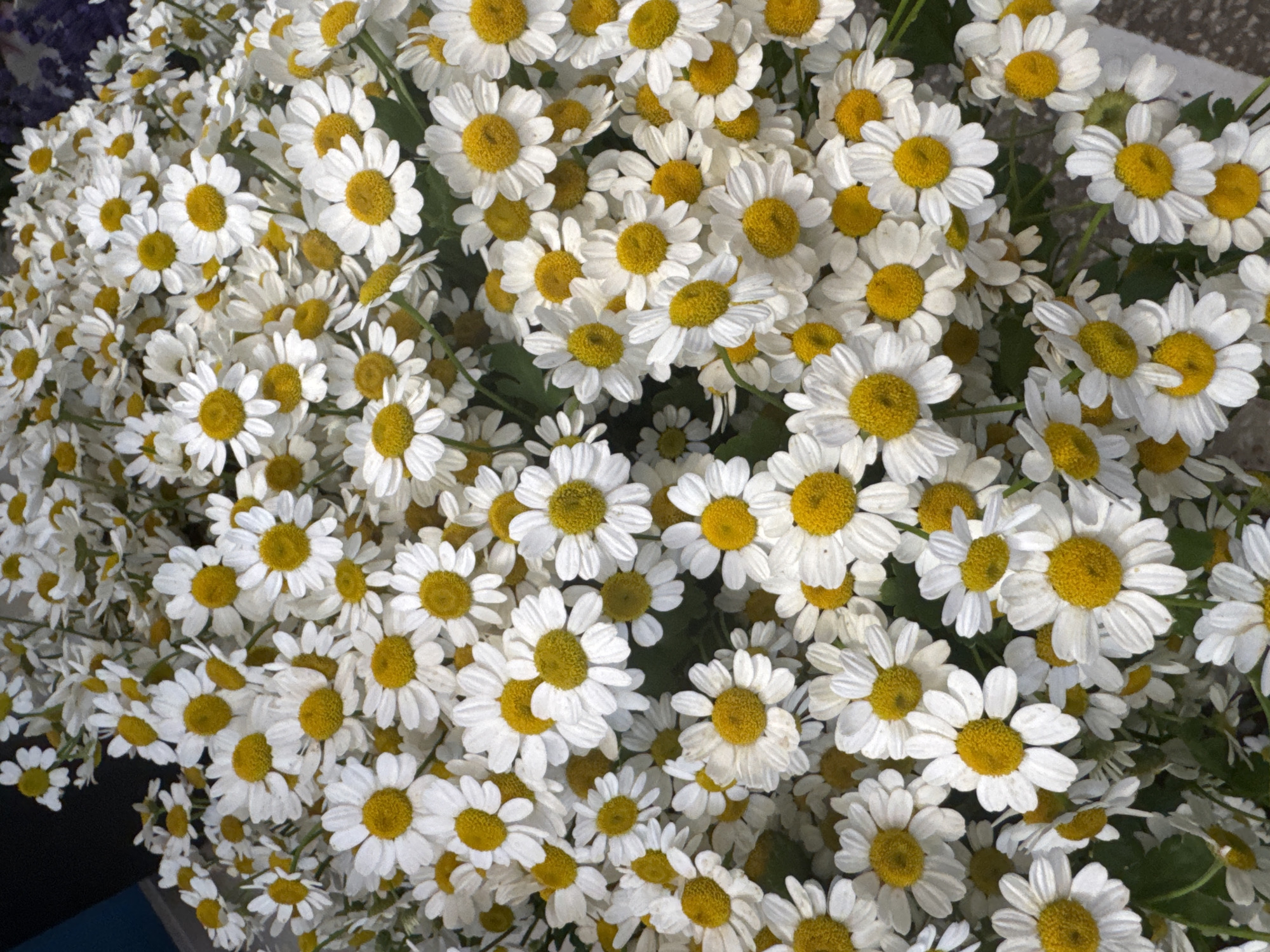 A close-up, overhead view captures a dense bouquet of white and yellow daisies. The flowers are tightly packed, filling the frame with their cheerful blooms and obscuring the background, which appears to be a dark, possibly blue, surface. The lighting is bright, highlighting the delicate petals and the textured centers of the daisies. The image does not provide any information about the location in Almaty, Kazakhstan, nor does it contain any people, actions, or interactions.